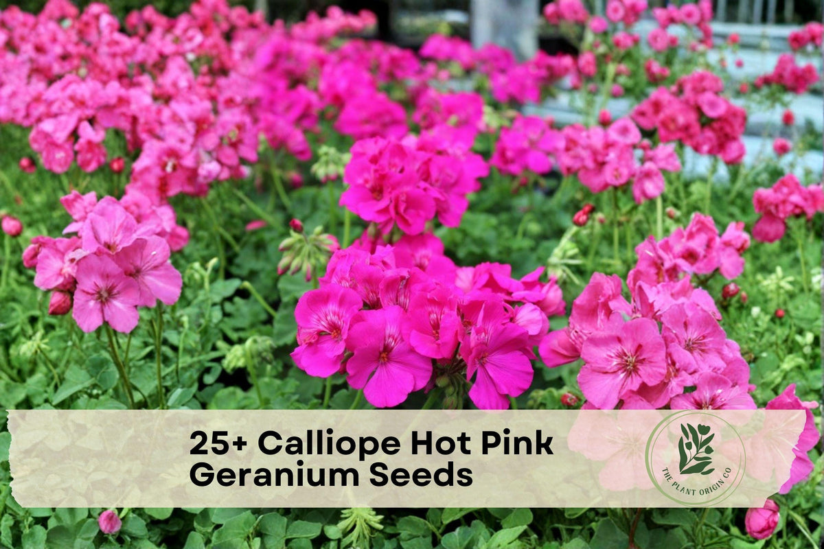 Calliope Hot Pink Geranium Seeds – Pelargonium hortorum, Bright Pink Flowers, Compact, for Containers & Borders, 25+ Seeds