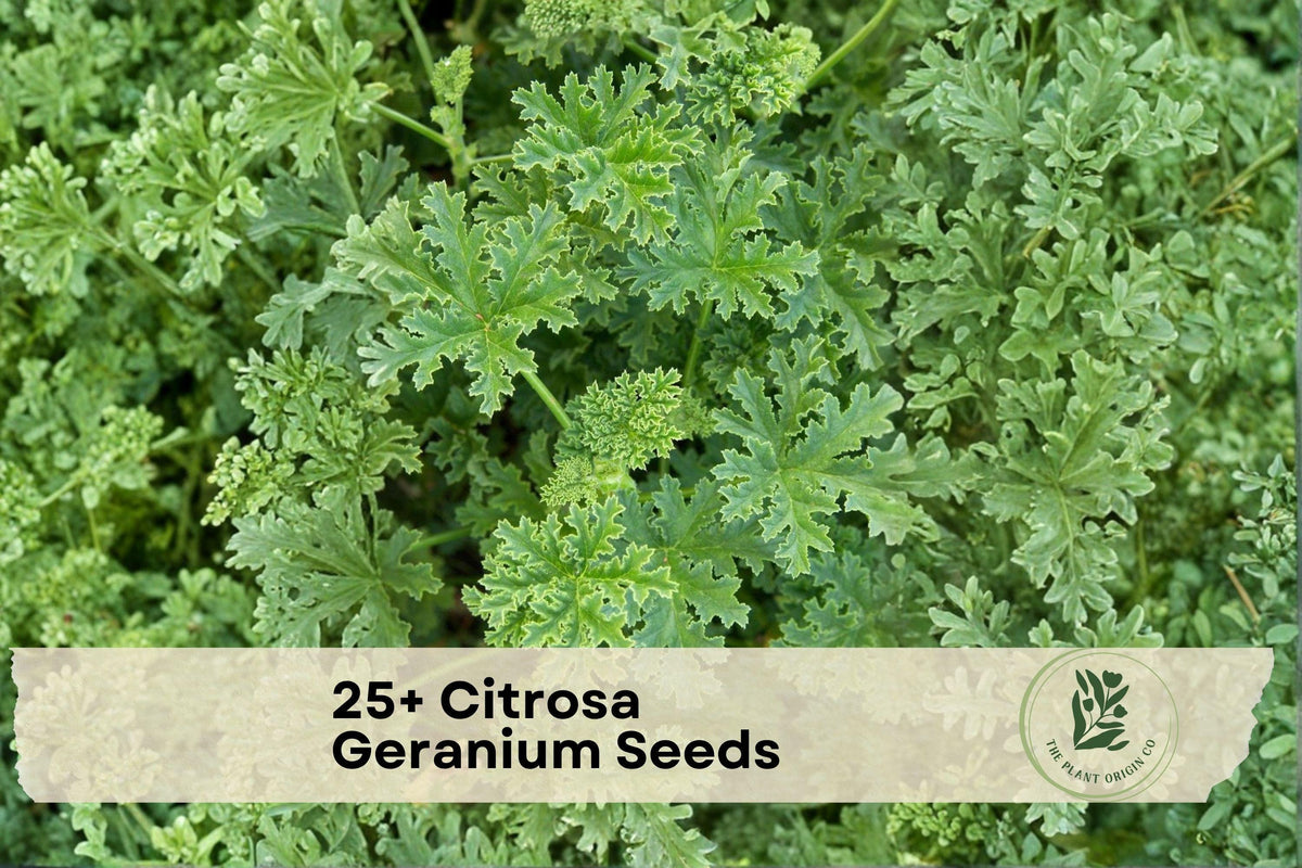 25+ Citrosa Geranium Seeds - Fragrant Ornamental Pelargonium citrosum for Containers, Borders, Patio & Balcony Gardens