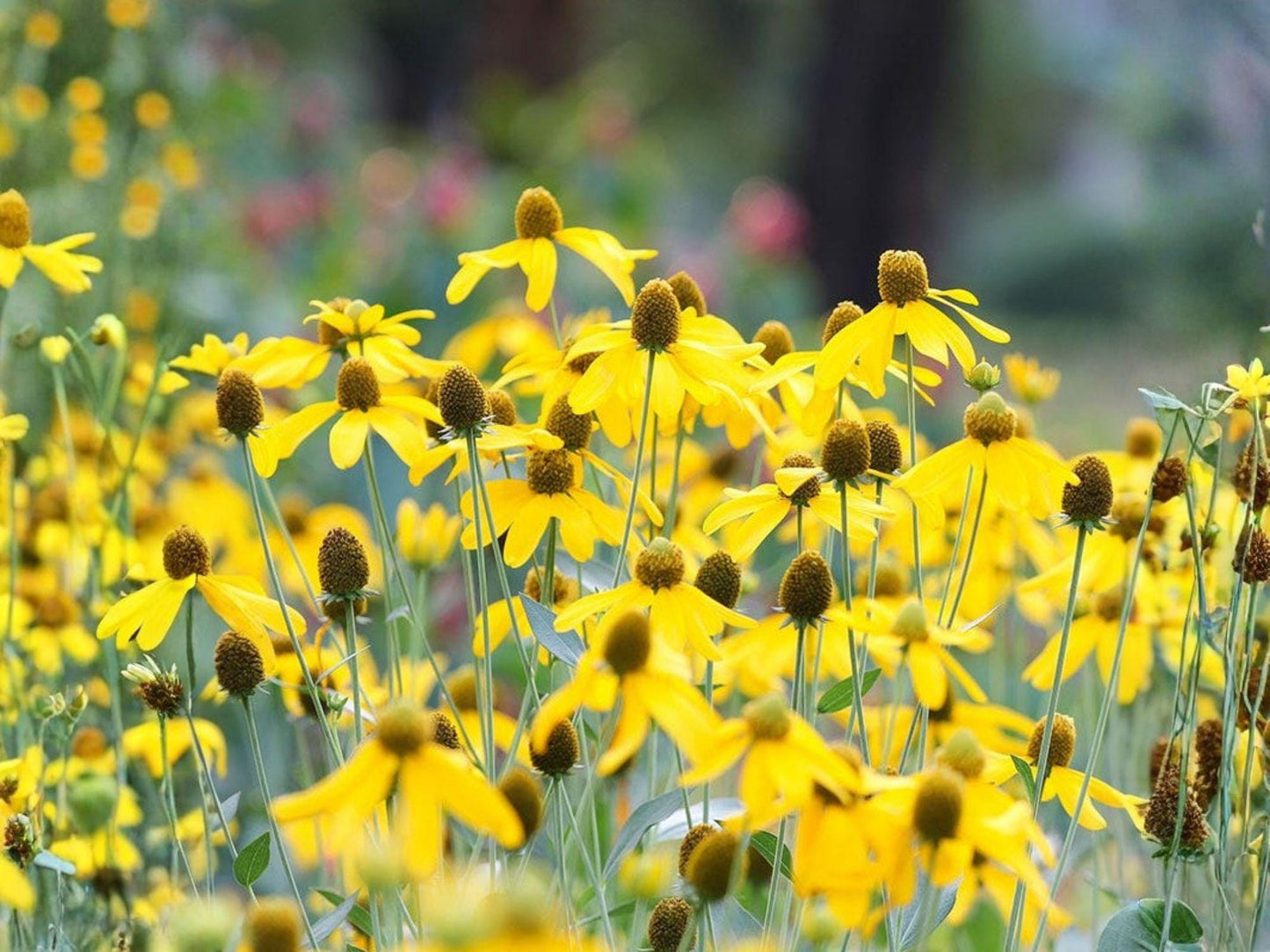 Prairie Coneflower Seeds – Ratibida columnifera Native Wildflower for Pollinator Gardens, Meadow & Cottage Landscaping