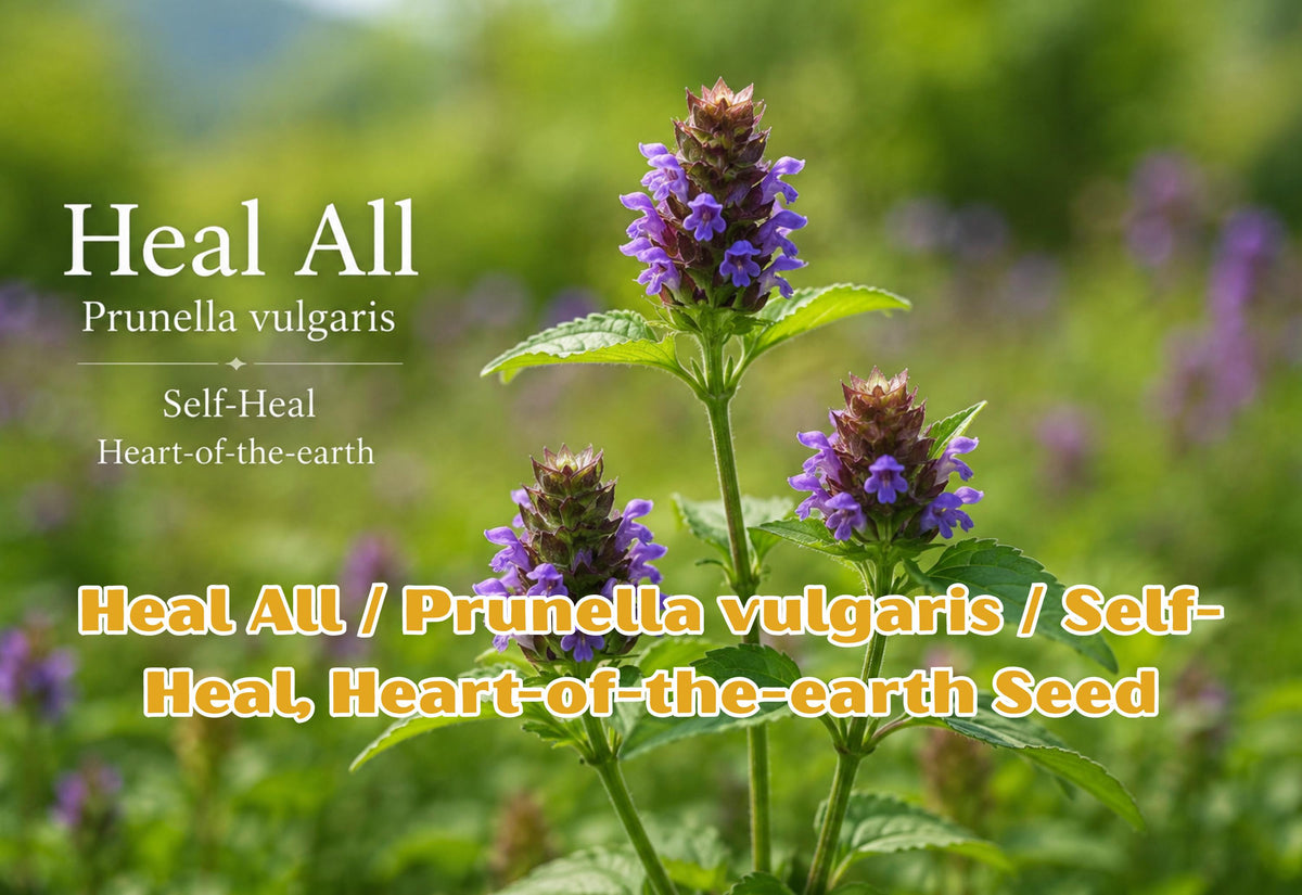 Heal All Seeds, Prunella vulgaris, Self-Heal Perennial Herb, Purple Flowers, Medicinal Wildflower Garden Seeds, Pollinator-Friendly Plants