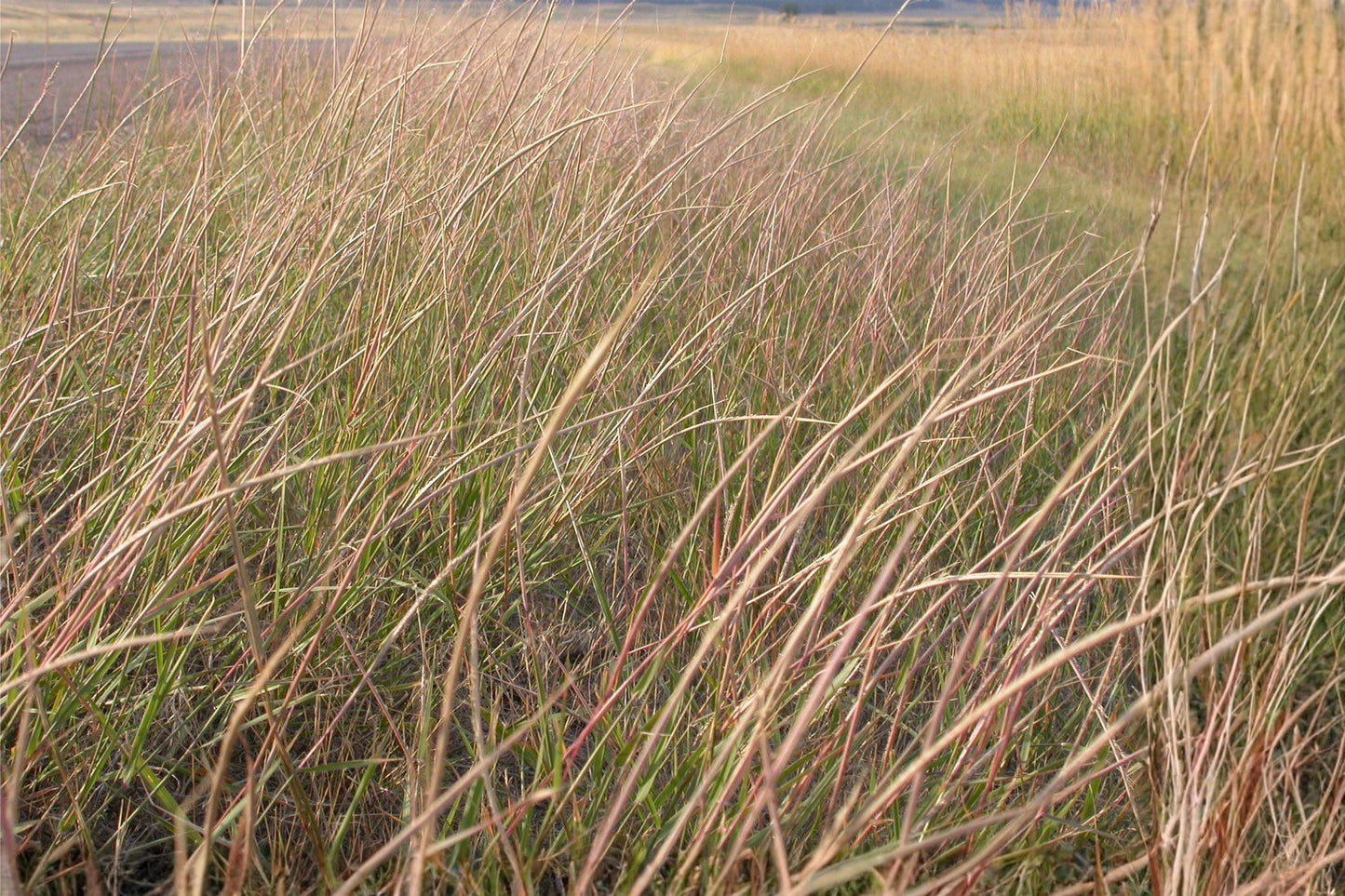 Sand Dropseed Seeds (Sporobolus cryptandrus) – Native Prairie Grass for Erosion Control & Xeriscaping, Drought Tolerant, Low-Maintenance