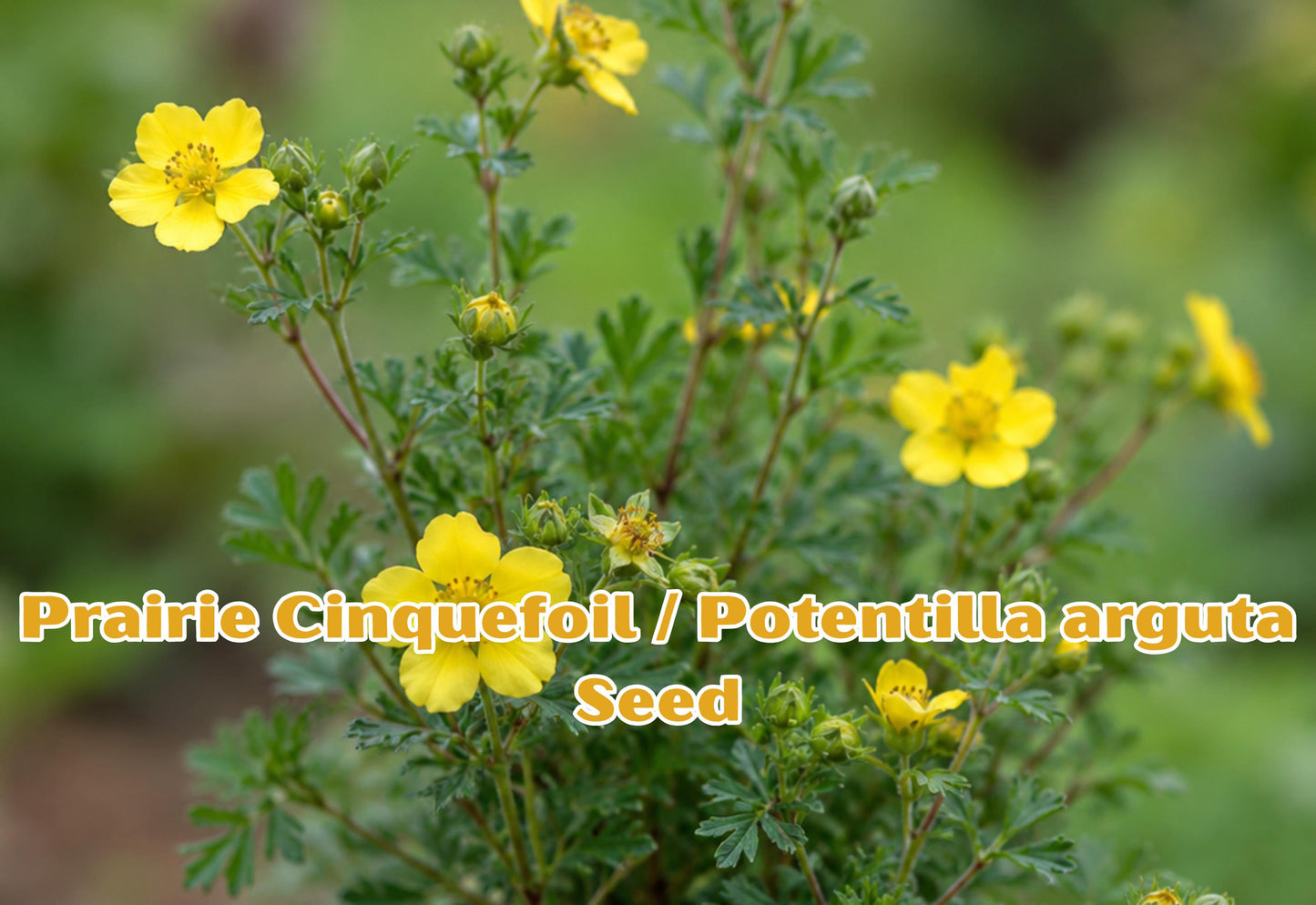500 Prairie Cinquefoil Seeds - Potentilla arguta Wildflower Seeds for Pollinator Gardens, Native Perennial, White Blooms