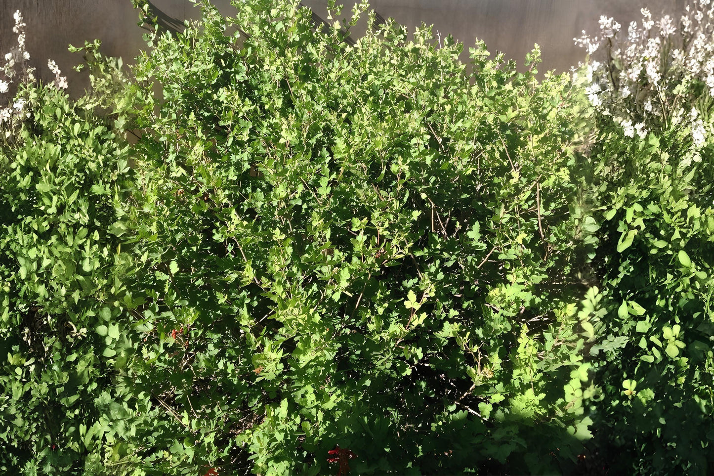 Skunkbush Sumac Seeds | Rhus trilobata Native Drought-Tolerant Shrub for Xeriscaping & Wildlife