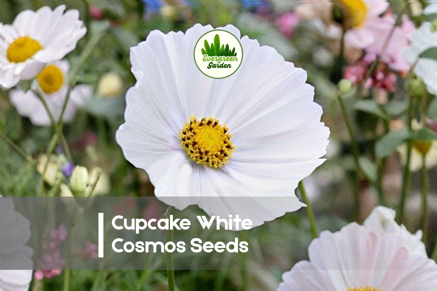 200 Cupcake White Cosmos Seeds - Fused-Petal, White Cosmos bipinnatus for Borders, Cut Flowers & Pollinators