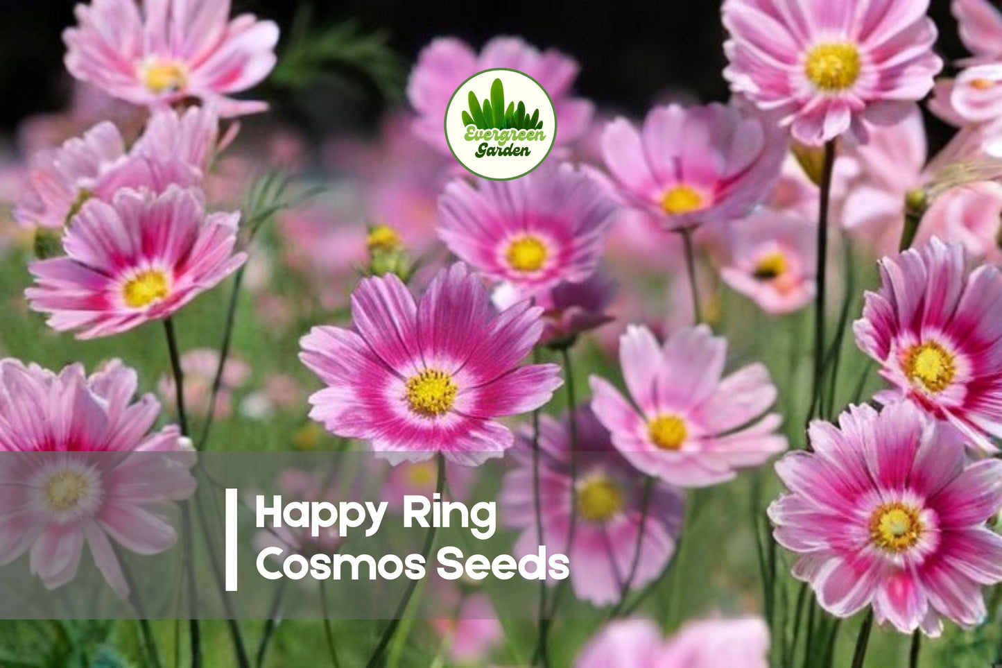 Happy Ring Cosmos Seeds, Bi-Color Pink & White, Cosmos bipinnatus, 200 Seeds for Borders, Cut Flowers & Pollinator Gardens