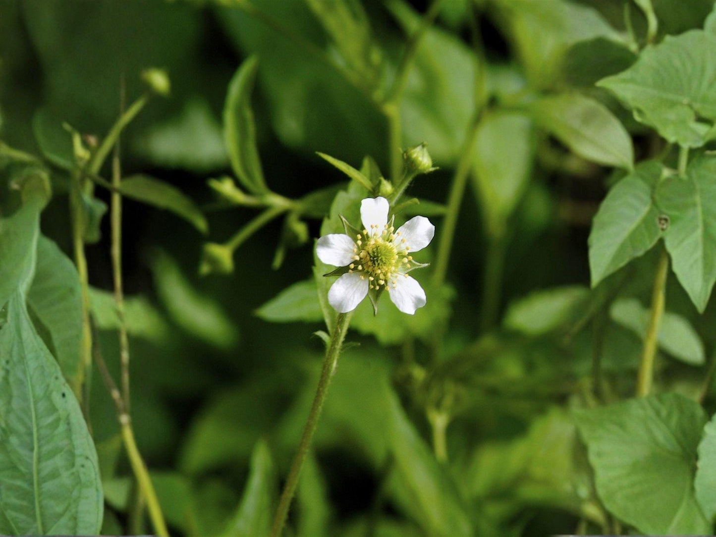White Avens Flower Seeds | Geum canadense Perennial Plant for Garden & Woodland Planting