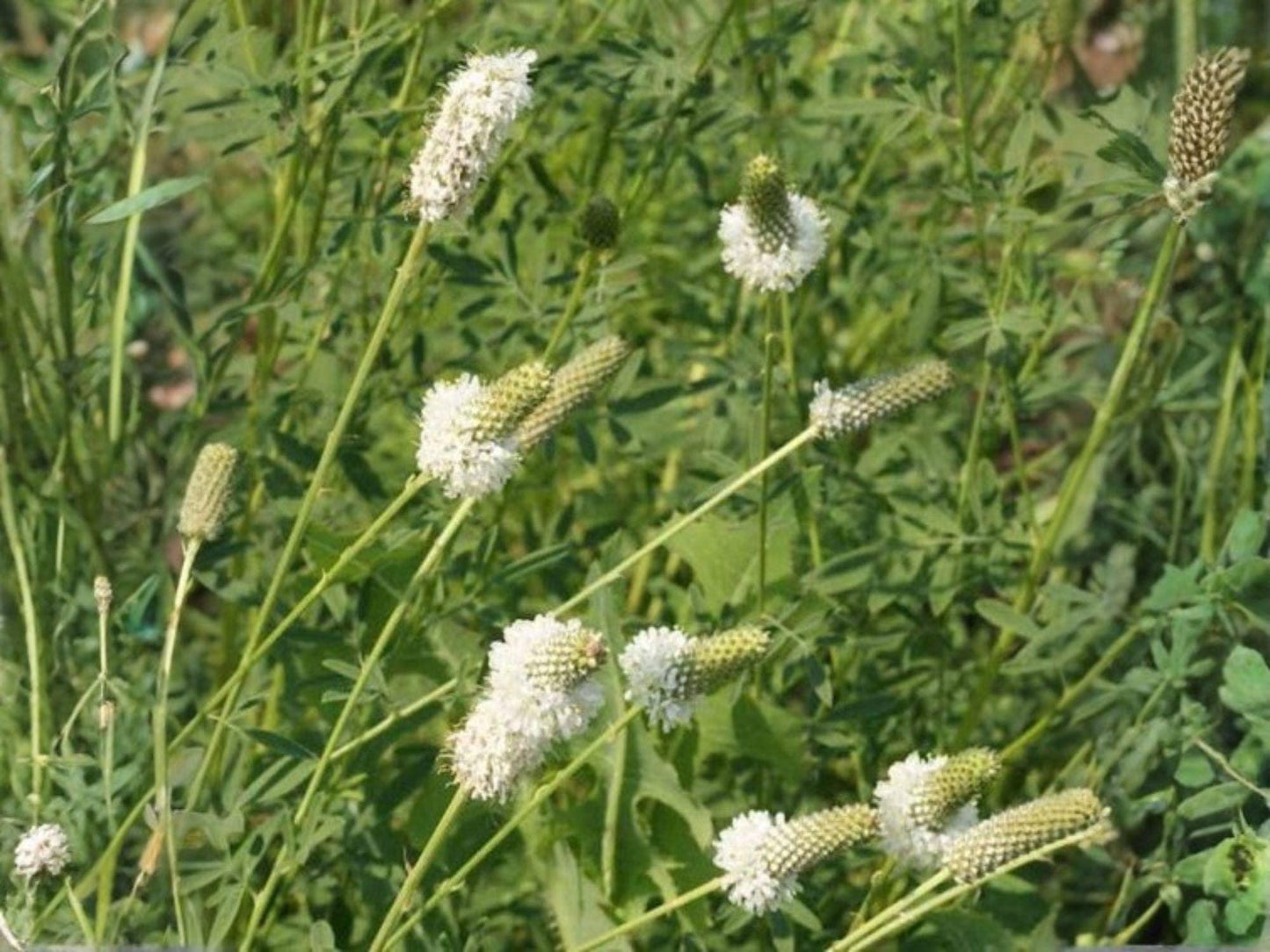 White Prairie Clover Seeds | Dalea Candida Perennial Flowering Plant for Gardens & Prairies, 100 Seeds