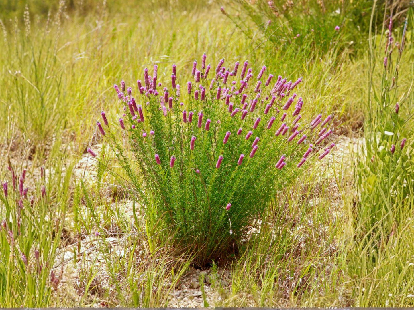Purple Prairie Clover Seeds | Dalea purpurea Perennial Flowering Plant | Native Prairie Garden Seeds