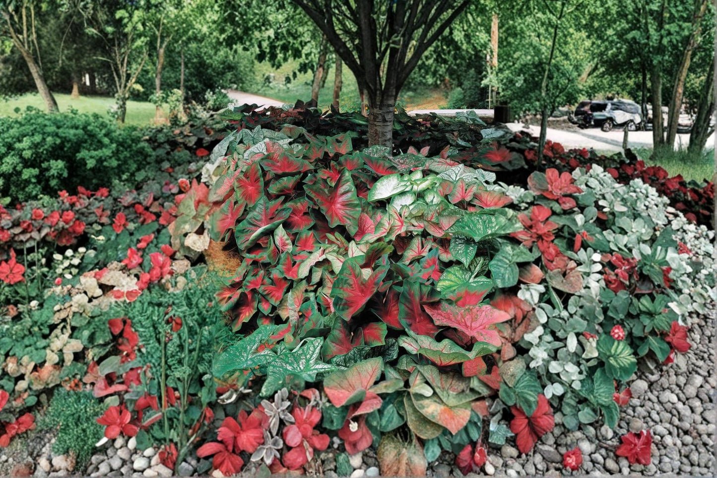 Mixed Caladium Bulb – Fancy Color Tropical Foliage Plant – Caladium bicolor for Shade Gardens, Containers & Landscape