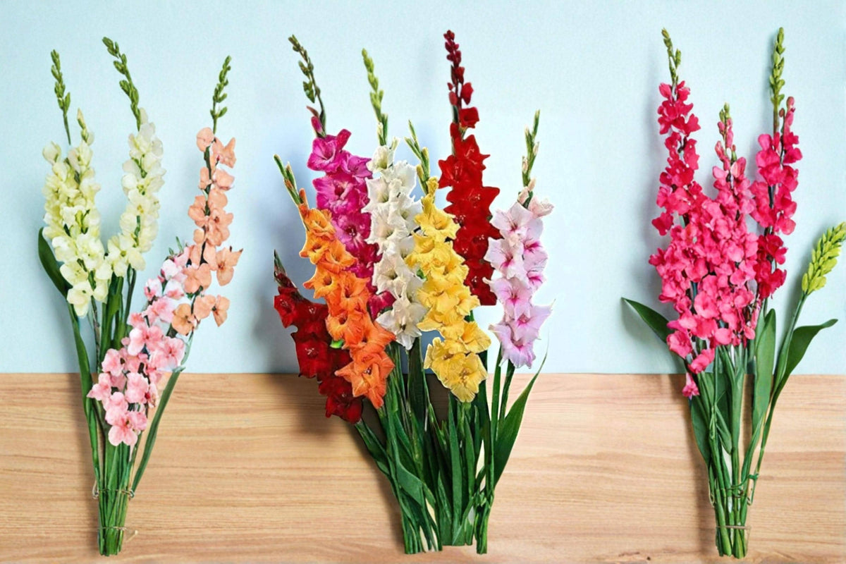 Mixed Color Gladiolus Bulb – Flowering Garden Plant, Perennial, Gladiolus spp.