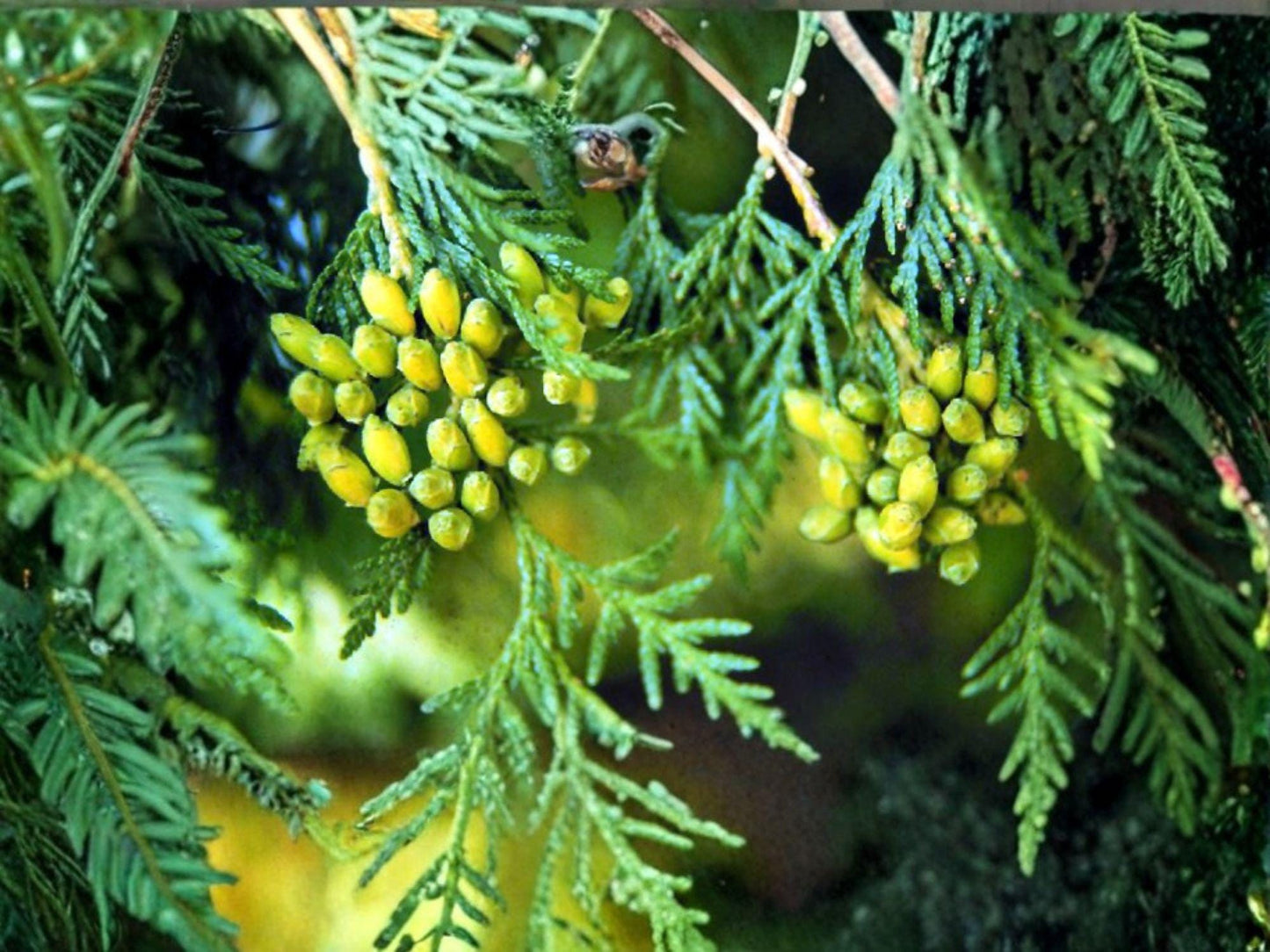 Eastern Arborvitae Tree Seeds | Thuja occidentalis | Evergreen Conifer for Hedges & Landscaping