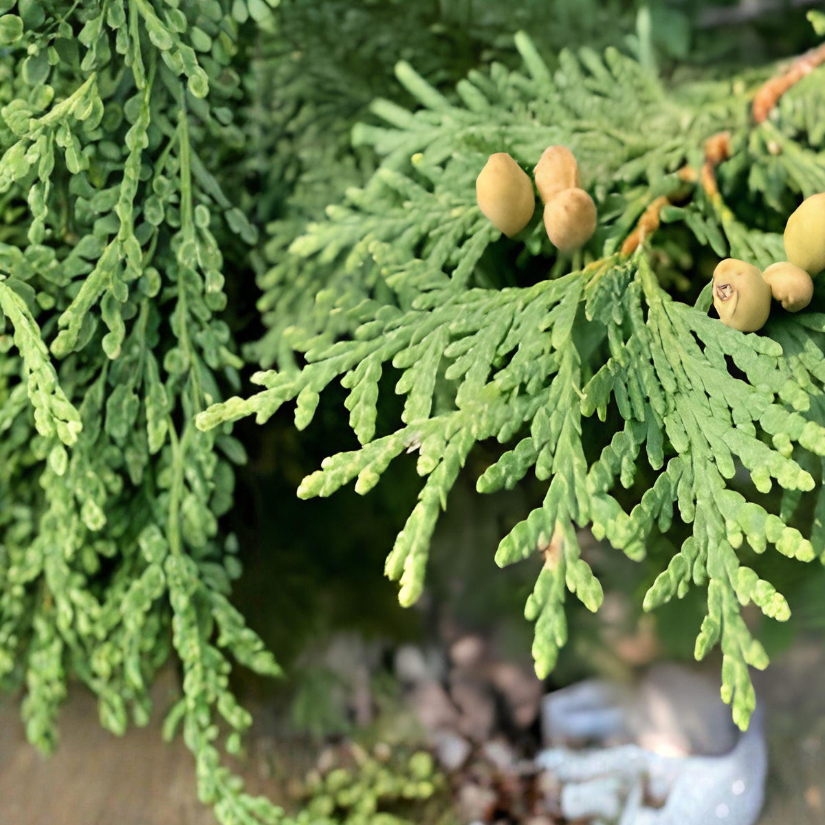 Eastern Arborvitae Seeds – Thuja occidentalis, Evergreen Conifer for Hedges & Screening, 50 Seeds