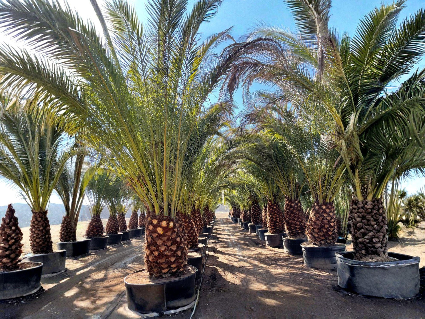 Canary Date Palm Tree Seeds | Phoenix canariensis | Tropical Palm for Outdoor & Container Growing