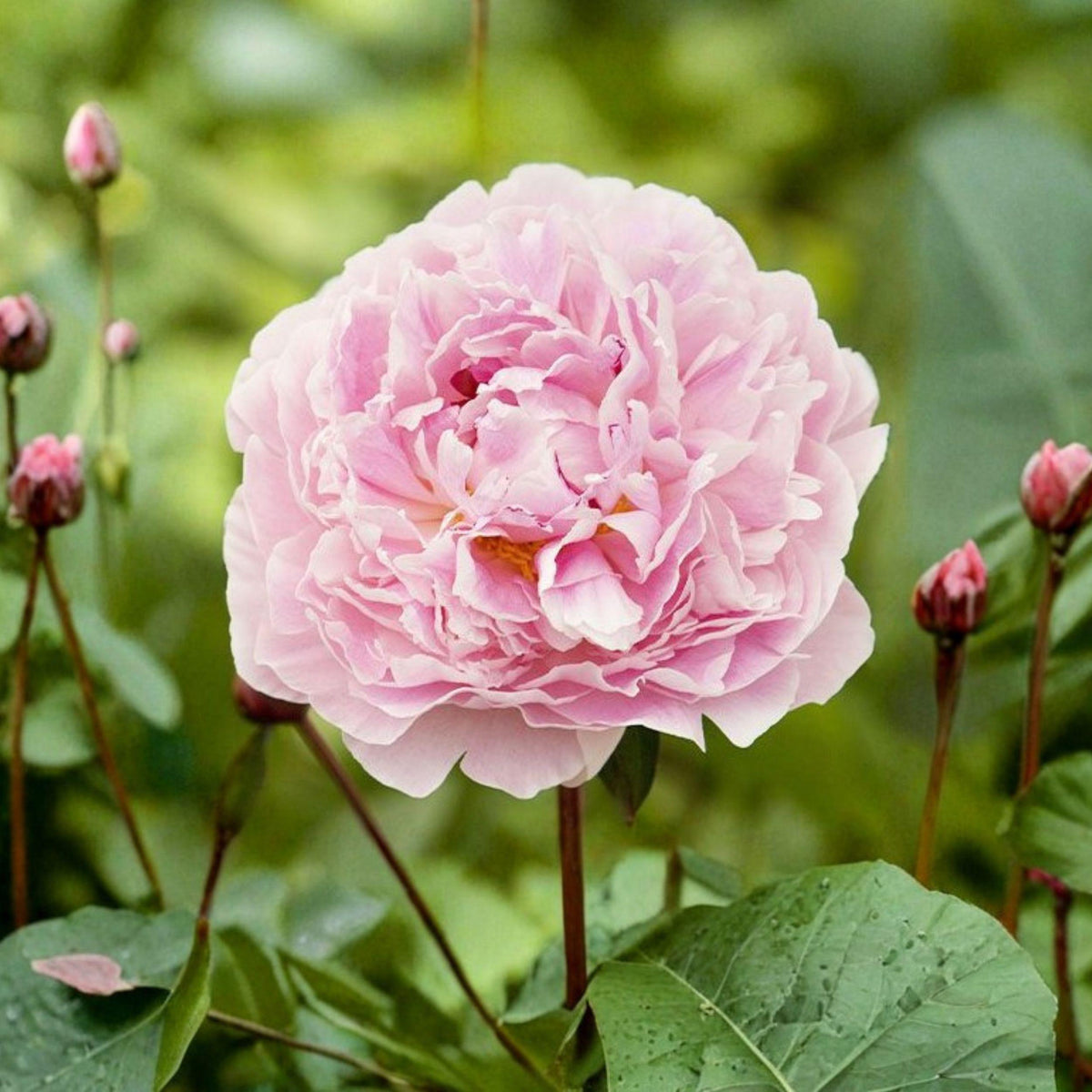 Sarah Bernhardt Peony Bulb – Double Pink Flowering Perennial for Garden Beds & Borders