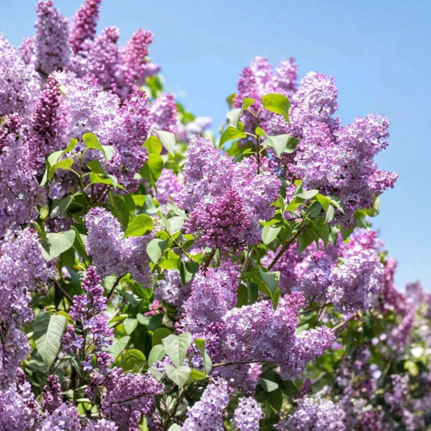 Old Fashioned Purple Lilac Bush Bare Root Plant – Fragrant Shrub, 6–12 Inches, Syringa vulgaris
