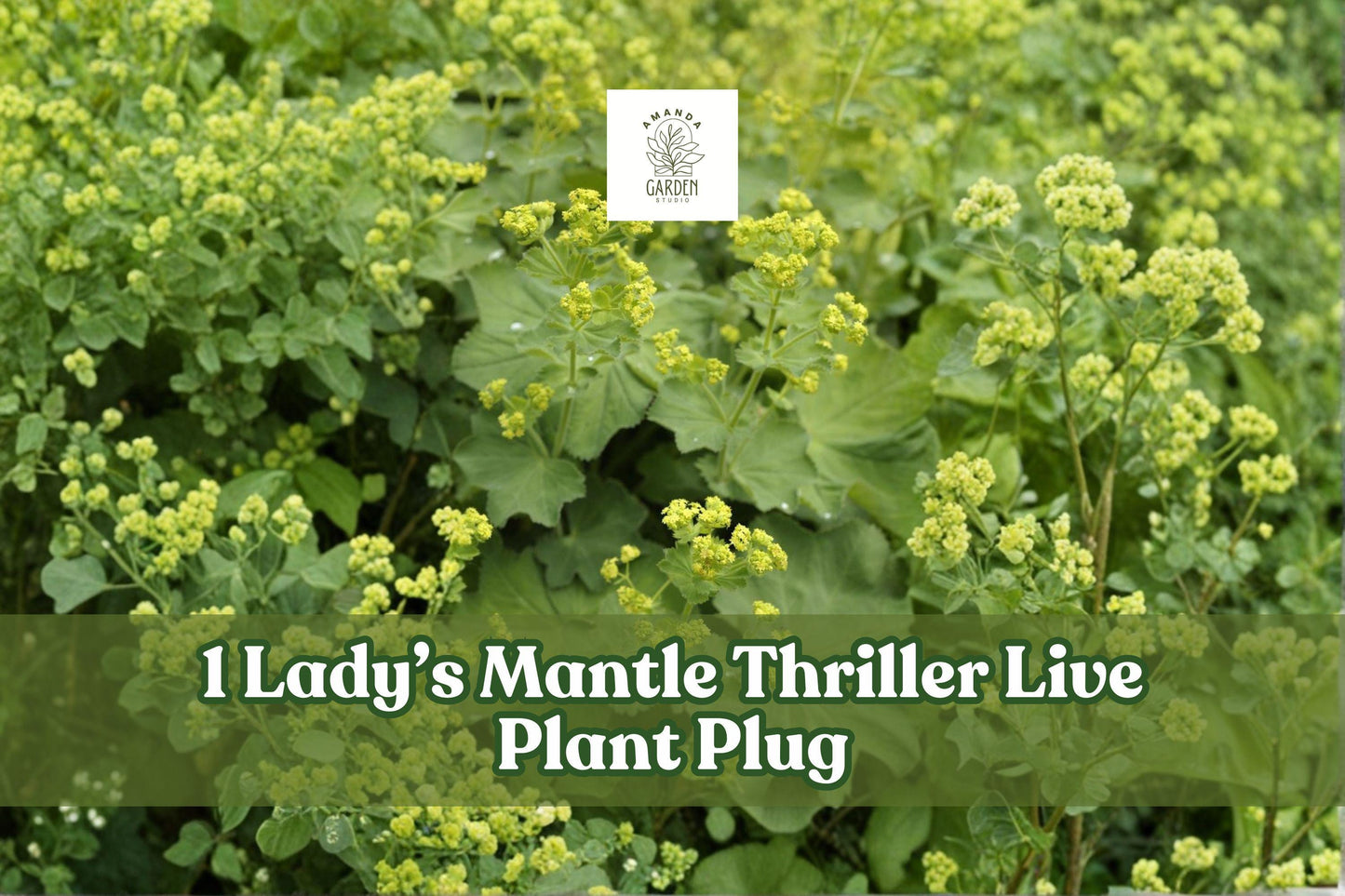 Lady’s Mantle Live Plant Plug – Alchemilla Mollis ‘Thriller’ Perennial for Garden Borders, Cottage Gardens, Ground Cover