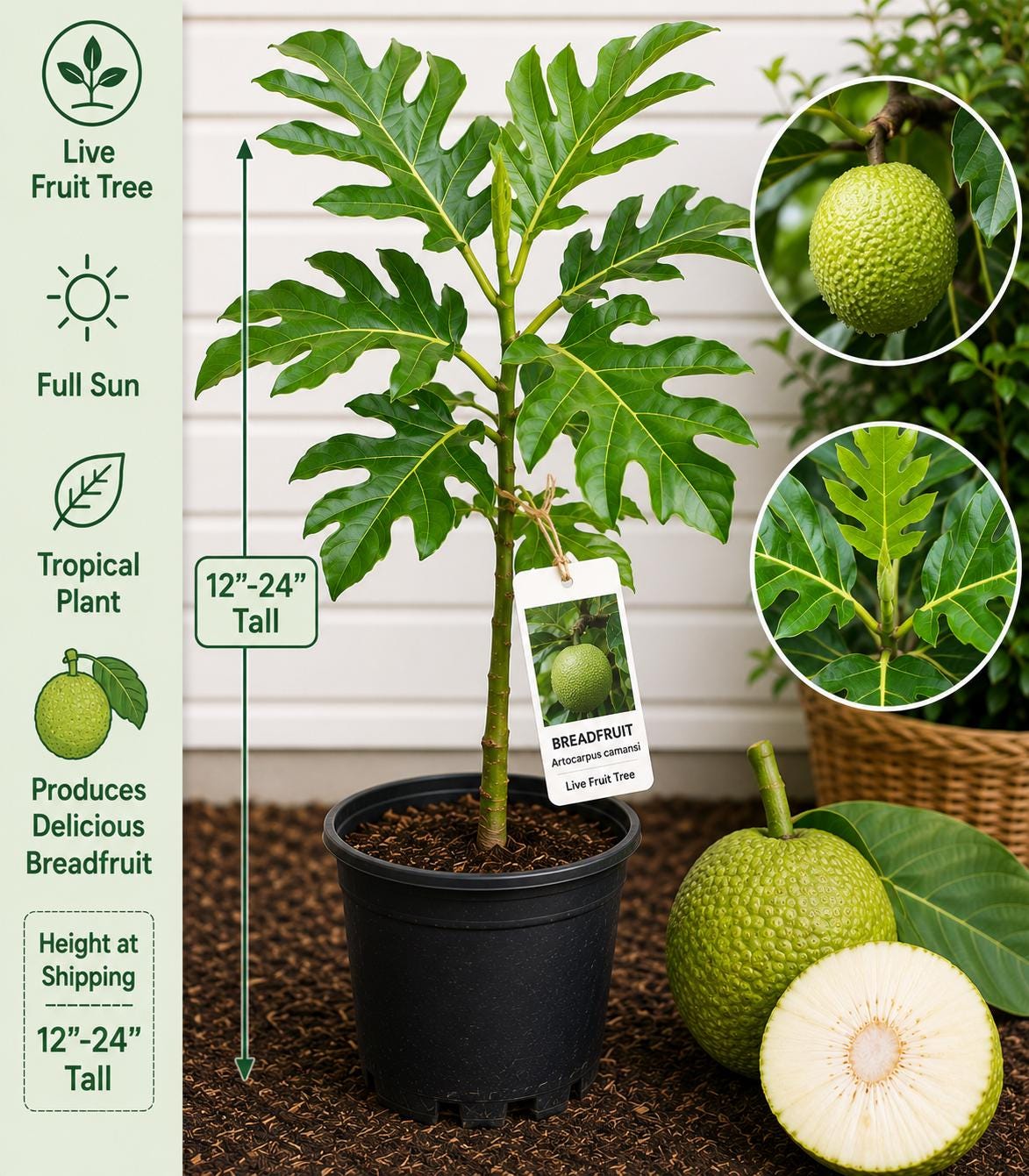 Live Breadfruit Tree, 12-24 Inches Tall, Artocarpus camansi, Tropical Fruit Tree, Edible Landscape, Evergreen Plant