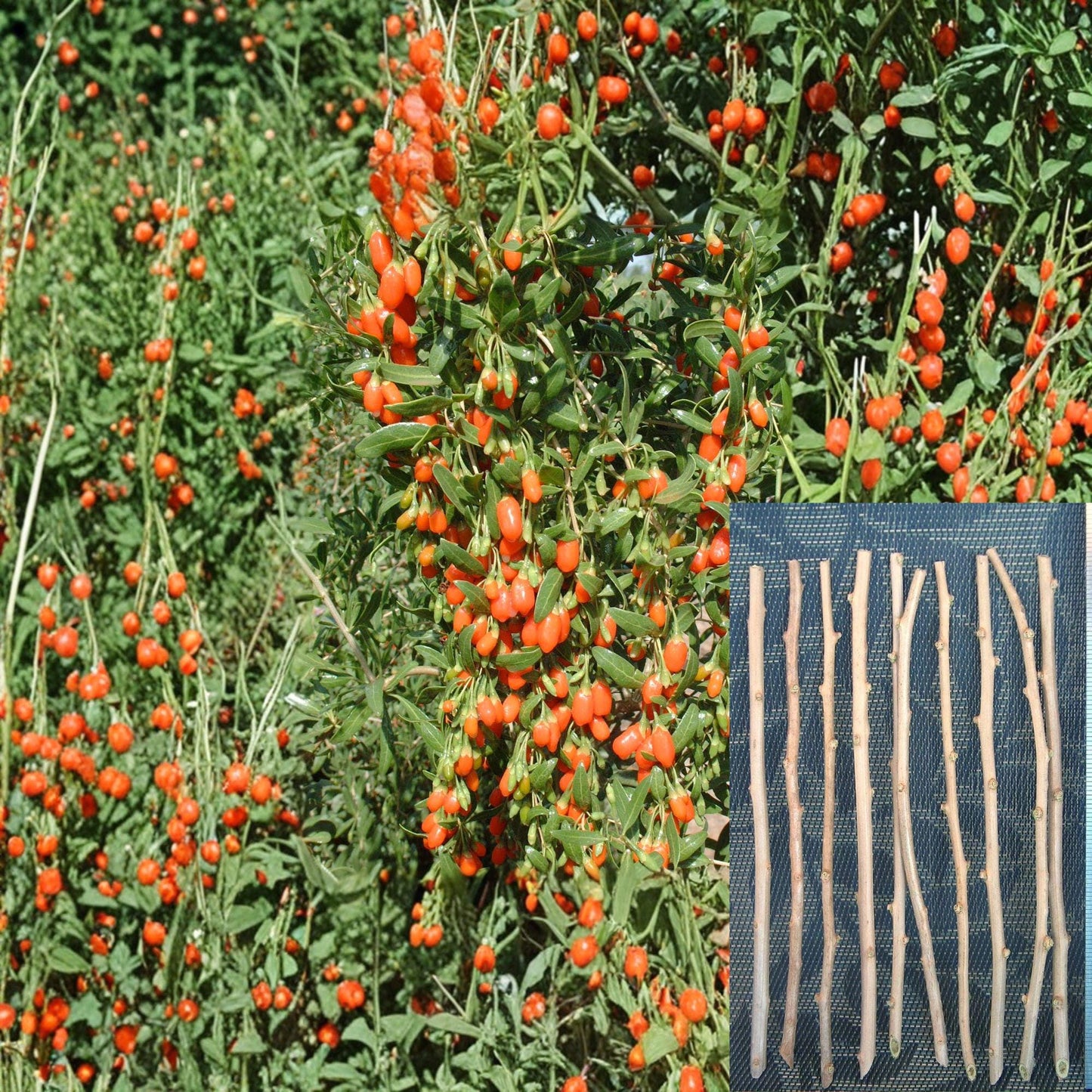 Goji Berry Cuttings – Lycium barbarum – Fruit Shrub, Unrooted, 10 Healthy Plant Propagation Cuttings