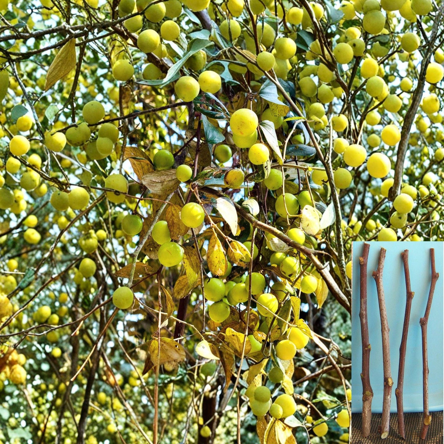 Sour Jujube Cuttings – Ziziphus jujuba – Fruit Tree Propagation, Grafting Rootstock, Edible Small Fruit, Unrooted Planting Material