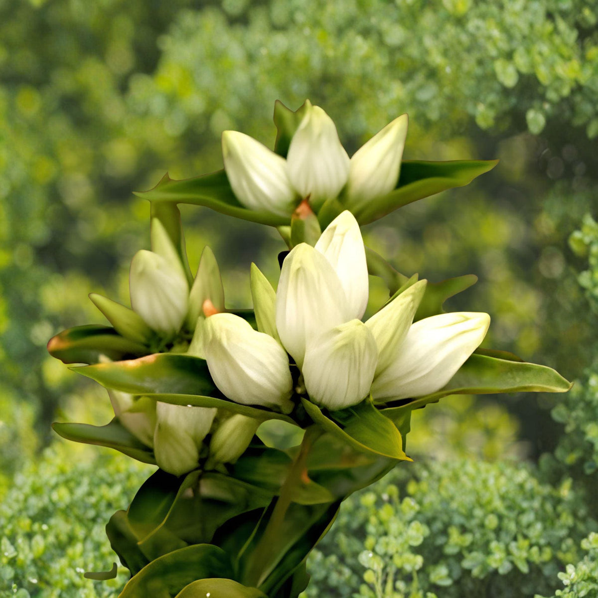 Cream Gentian Seeds 100 Pack | Gentiana flavida Native Wildflower for Gardens & Pollinators
