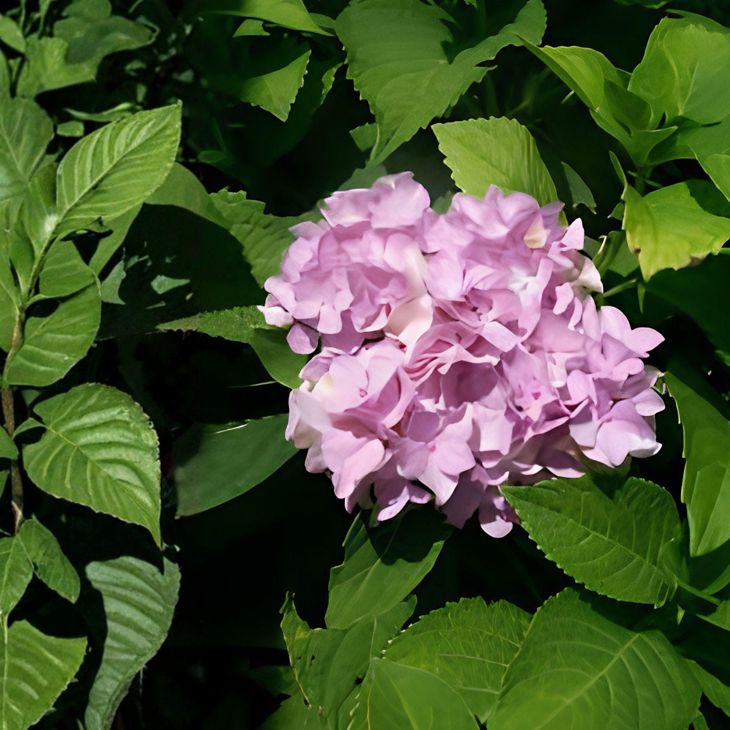 Nikko Blue Hydrangea Plant – 3 Gallon Flowering Shrub with Blue Blooms – Hydrangea macrophylla for Garden & Landscape