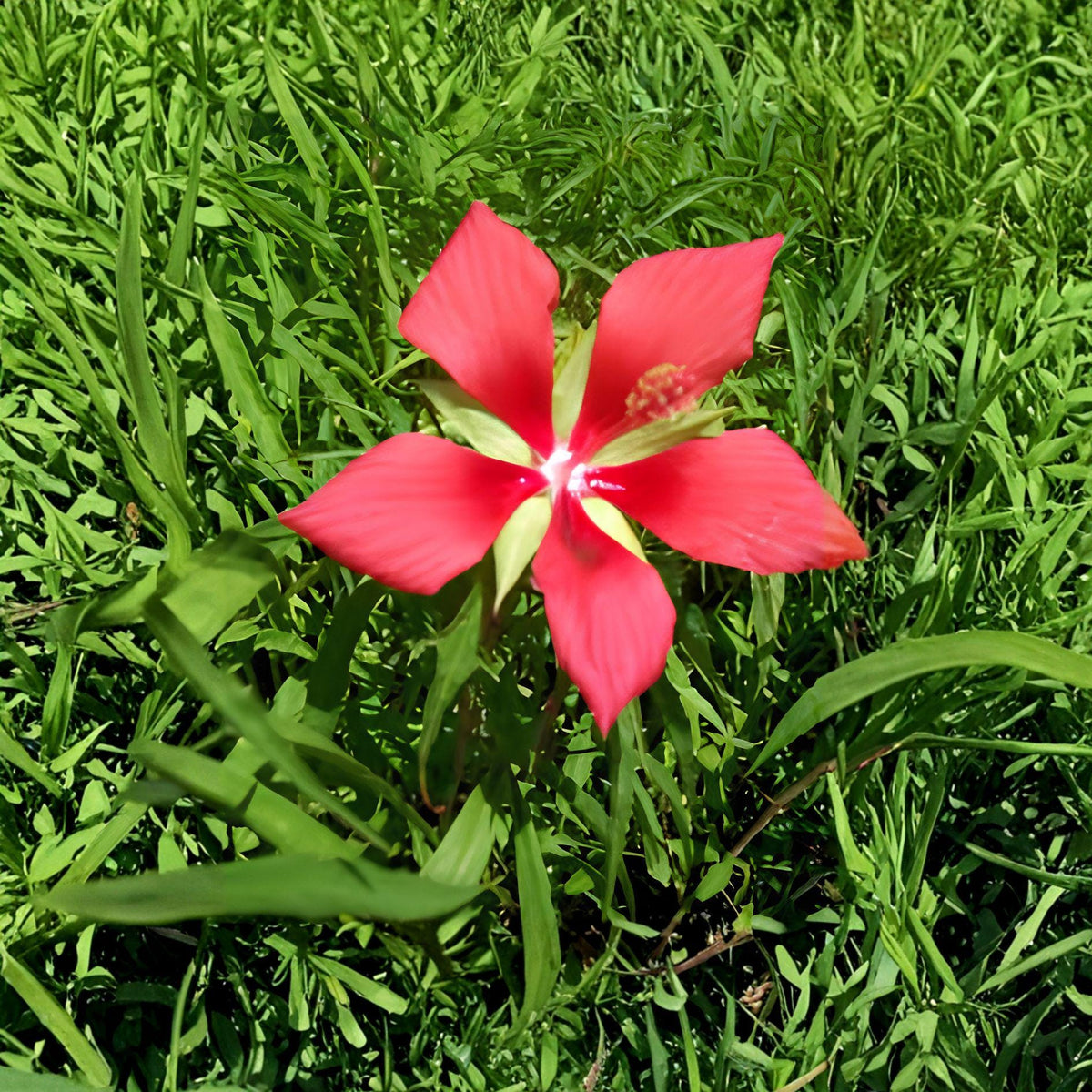 Texas Star Hibiscus 2 Gal Plant – Hibiscus coccineus with Large Red Flowers, Perennial Garden Flower, Full Sun Landscape Plant