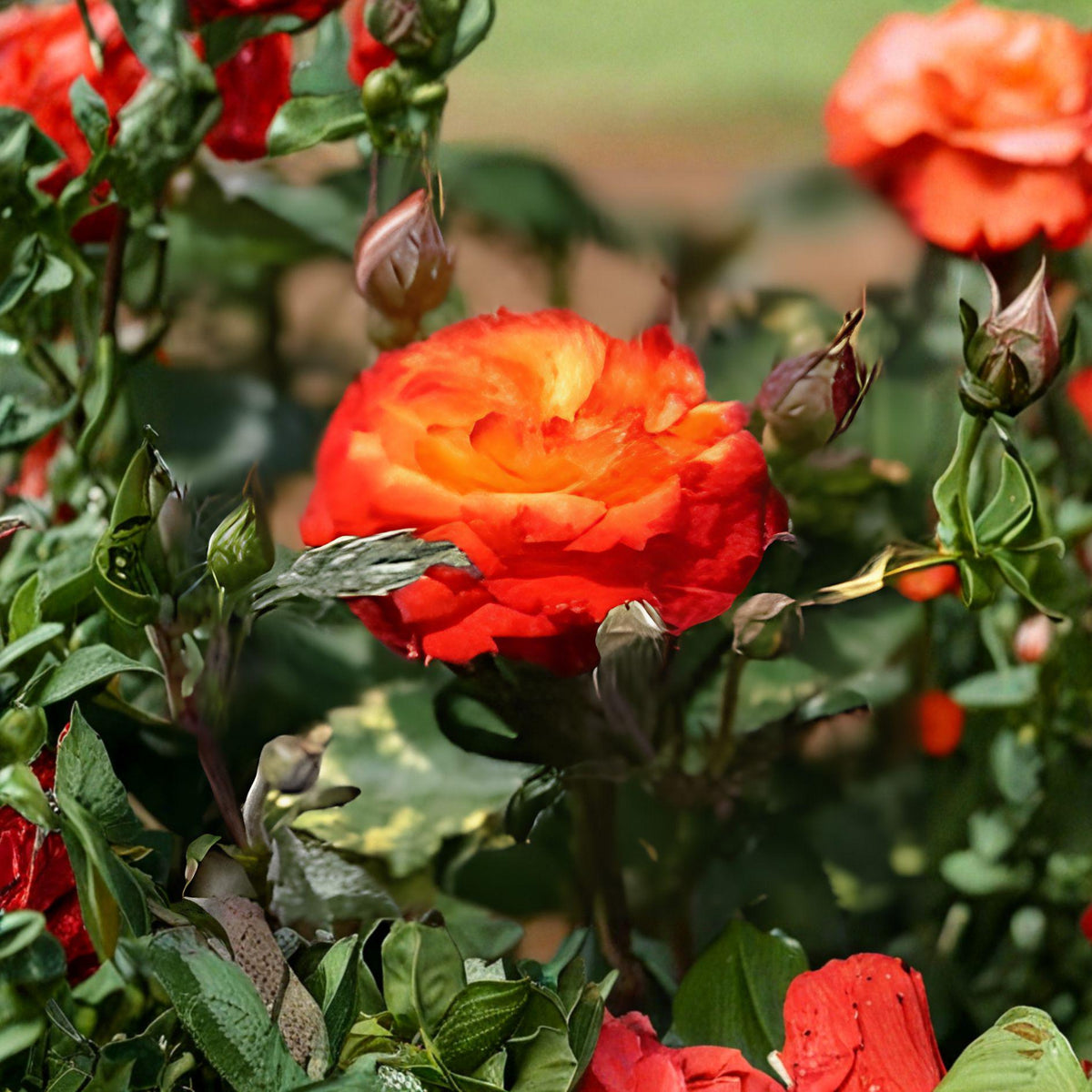 Charisma Rose 1 Gal Plant – Floribunda Red Orange Yellow Blooms – Rosa floribunda Garden Shrub