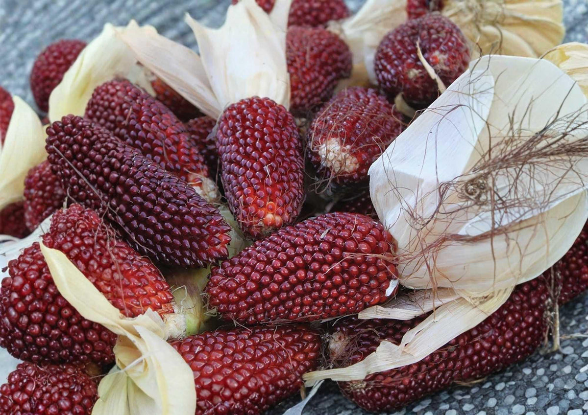 60+ Strawberry Ruby Corn Seeds - Heirloom Organic Popping & Ornamental Miniature Red Ears for Garden Planting