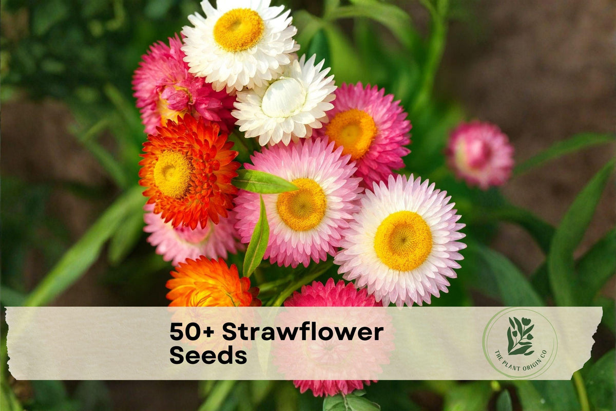 50+ Strawflower Seeds for Dried Flowers & Garden Beds | Xerochrysum bracteatum Annual Plant
