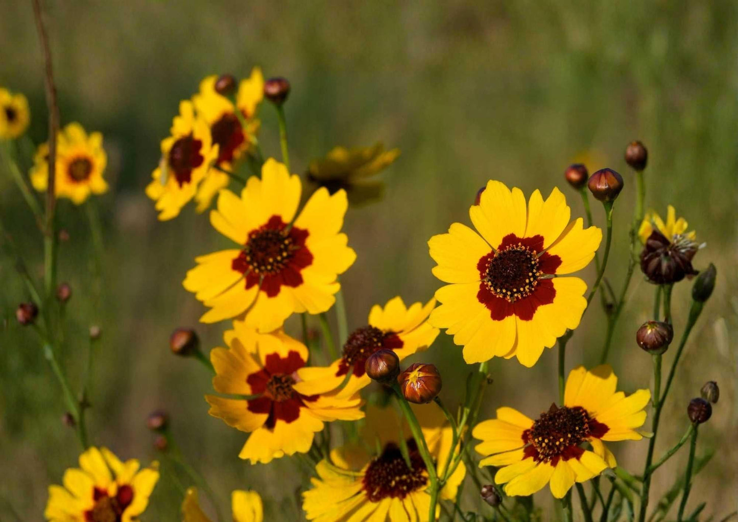 Gloriosa Daisy Seeds Heirloom Rare Flower Seeds for Garden Planting, Bright Golden Red Blooms, Pollinator Friendly, Tall, Heirloom, Rudbeckia hirta