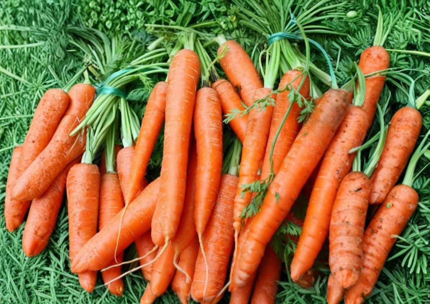Tendersweet Carrot Seeds - Heirloom Organic Non-GMO Vegetable Seeds for Garden Planting, Sweet Crisp Orange Roots