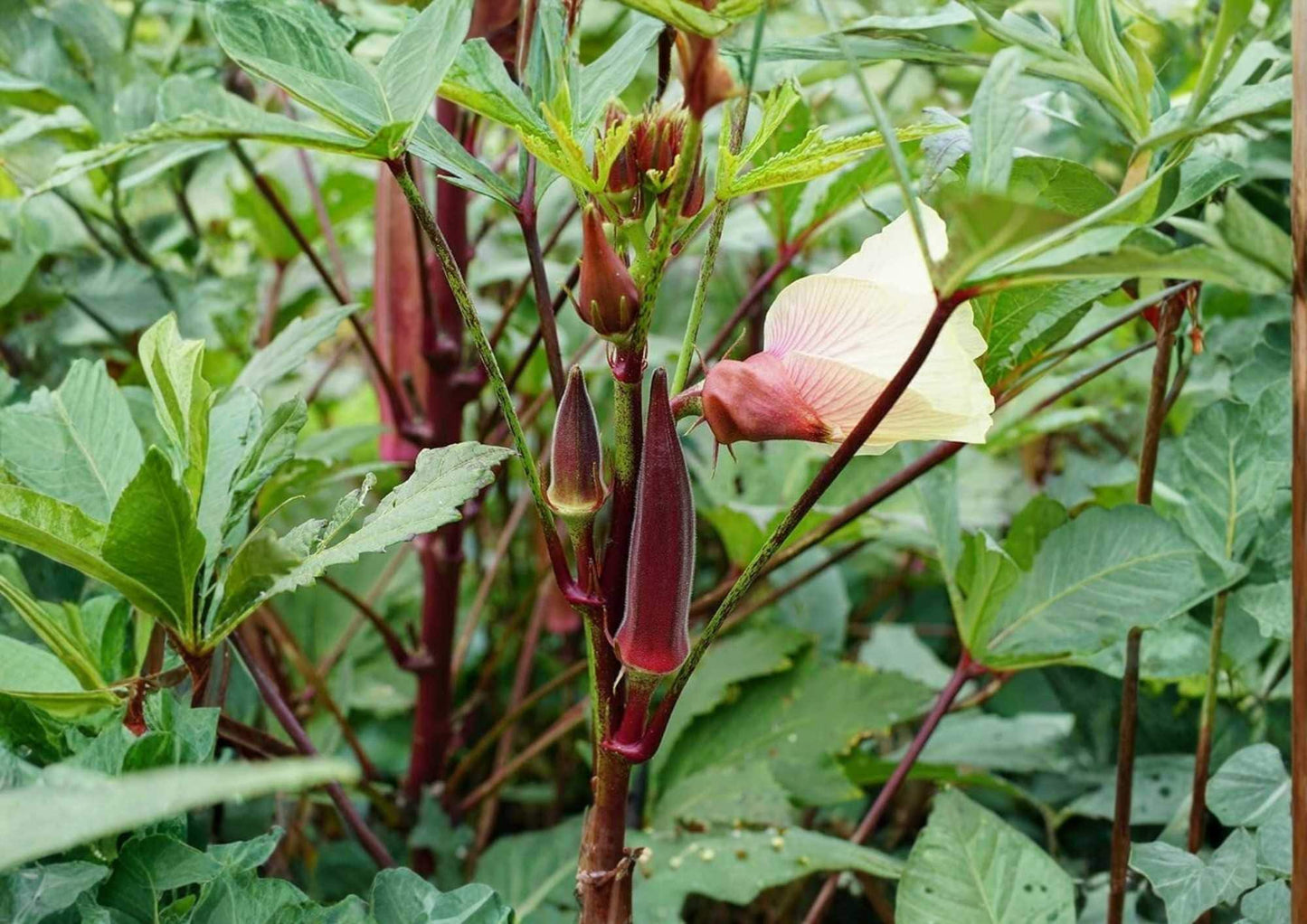 Texas Hill Country Red Okra Seeds – Heirloom Non-GMO Vegetable Seeds for Garden Planting, Deep Red Pods, High Yield