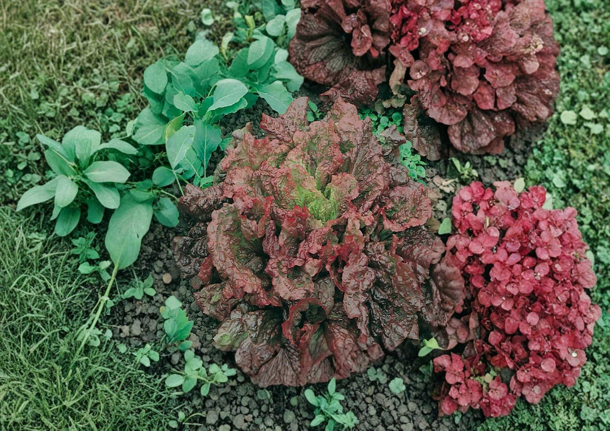 Heirloom Organic Flame Leaf Lettuce Seeds - Red and Green Ruffled Salad Greens for Garden Planting