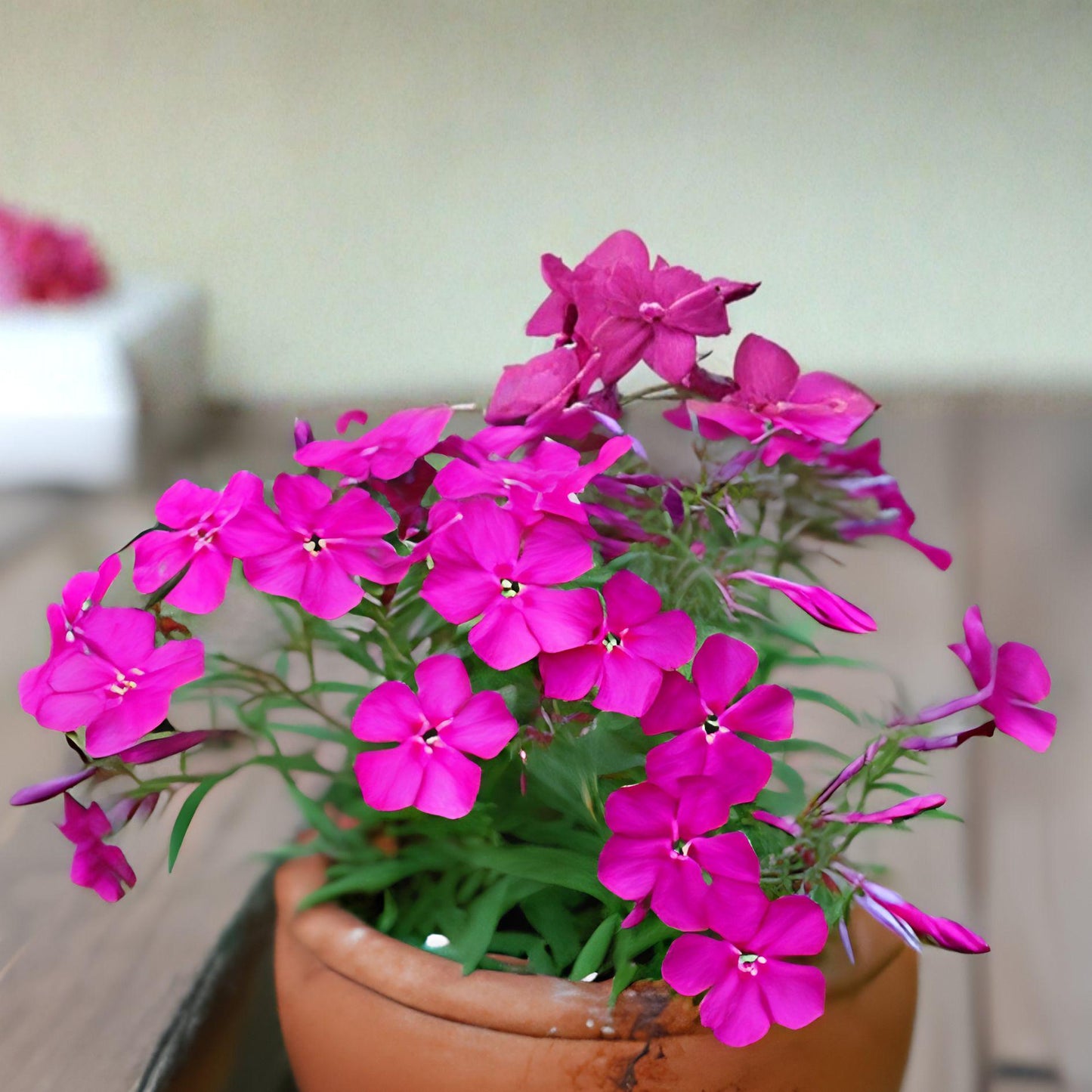 Annual Phlox Drummondii Flower Seeds – 100 Count for Garden Planting, Bright Color, Pollinator-Friendly, Well-Drained Soil, Full Sun