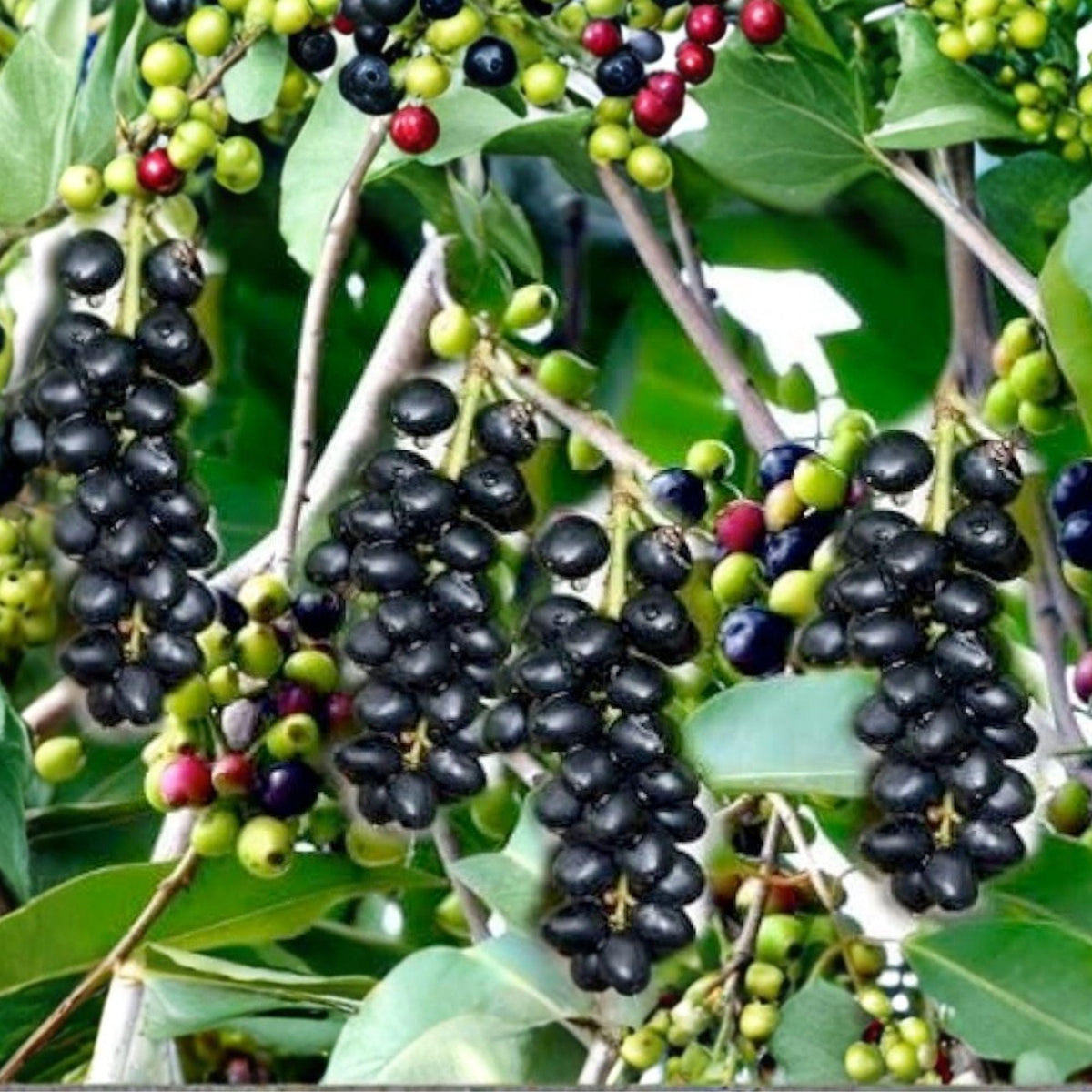 Jamun Cuttings – Syzygium cumini – Fruit Tree Propagation Stem Cuttings for Grafting and Growing