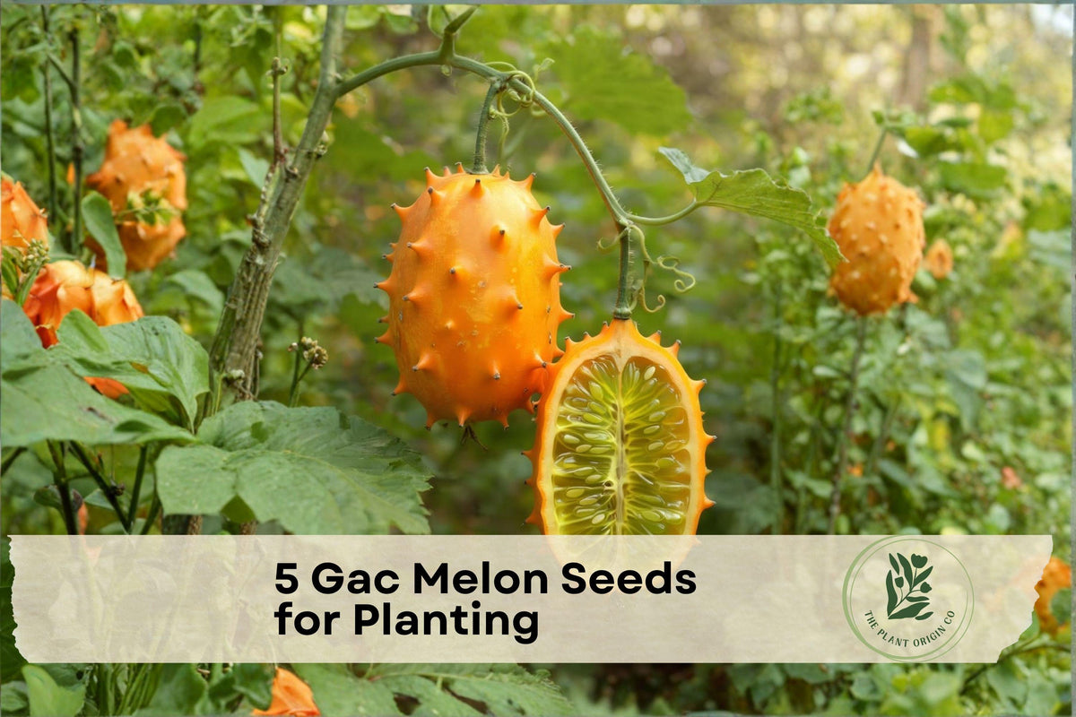 Gac Melon Seeds – 5 Pack, Tropical Climbing Vine, Momordica cochinchinensis, Spiny Fruit for Garden, Trellis, Patio