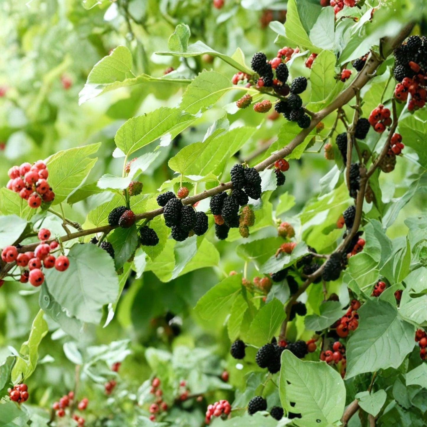 Black Dwarf Mulberry Cuttings – Morus nigra – Unrooted Fruit Tree Propagation Material, Compact Grafting Stock