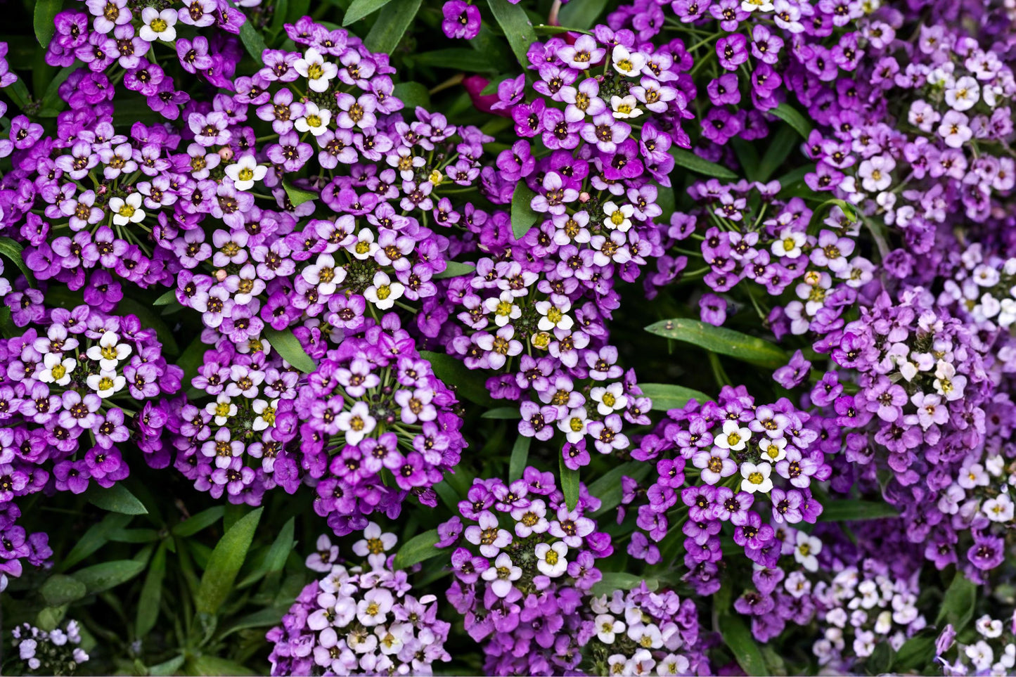 Royal Carpet Sweet Alyssum Seeds – Dwarf Purple Flower Annual, Fragrant Ground Cover, Lobularia maritima, 100 Seeds