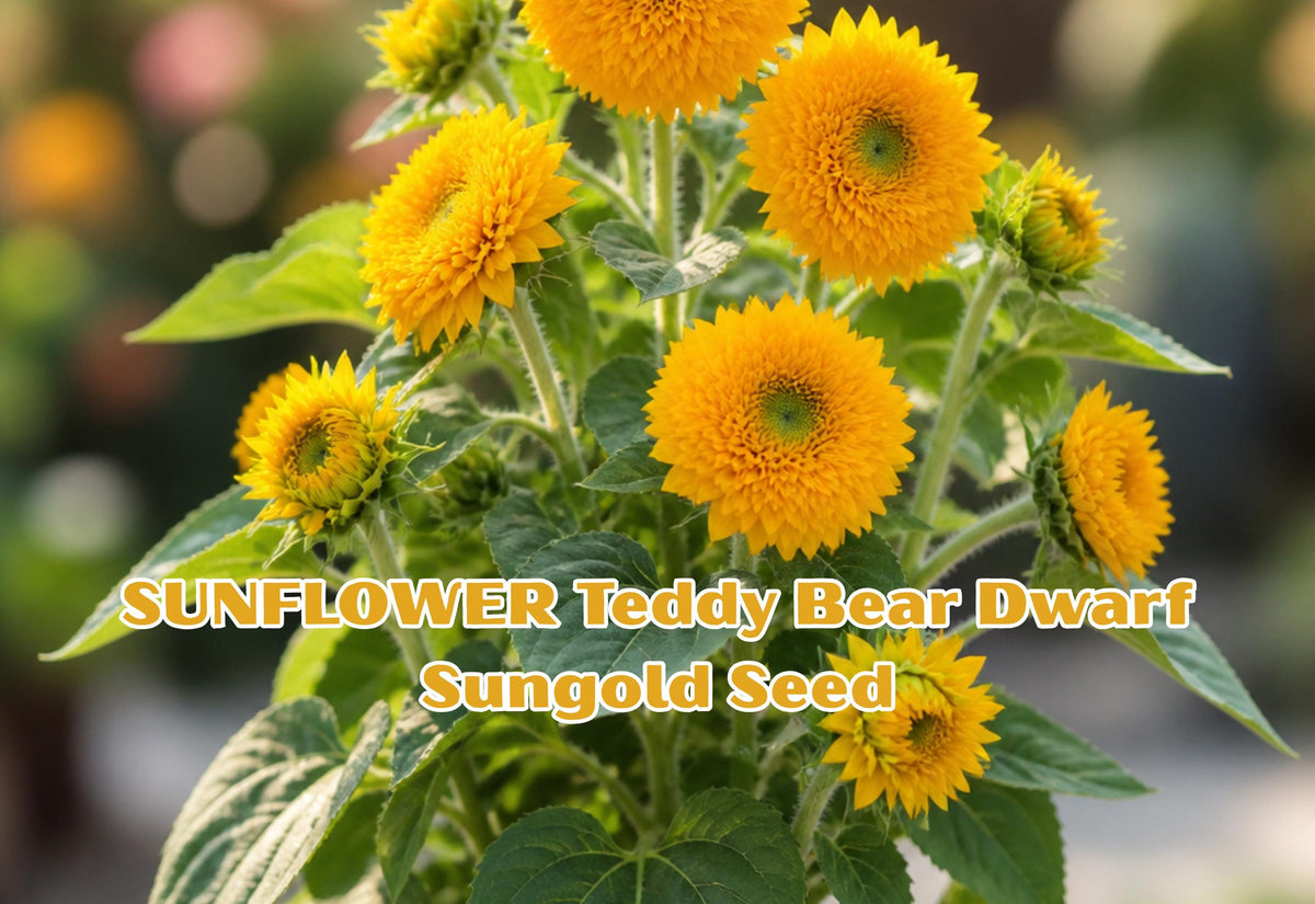 Teddy Bear Dwarf Sunflower Seeds – Fluffy Yellow Blooms, Helianthus annuus, Easy Grow Annual Garden Plant