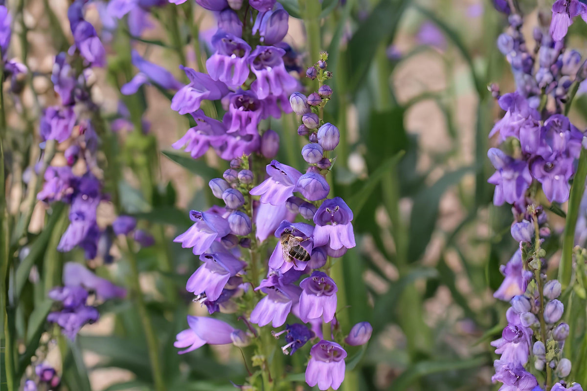 Rocky Mountain Penstemon Seeds – Penstemon strictus Native Perennial for Xeriscaping, Pollinator Gardens, Drought Tolerant