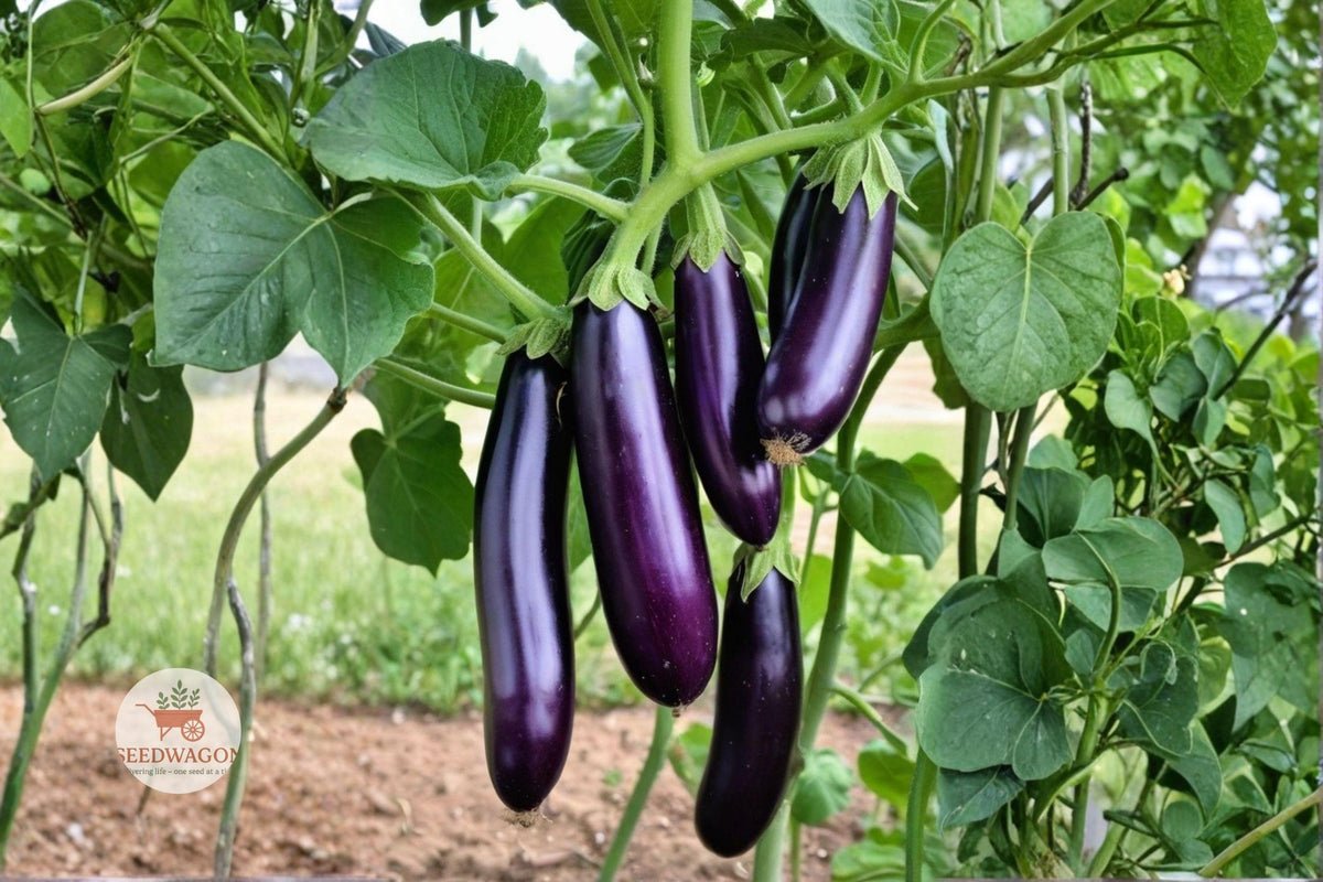 Long Purple Eggplant Seeds – Heirloom Non-GMO Solanum melongena for Vegetable Garden, Cooking & Grilling