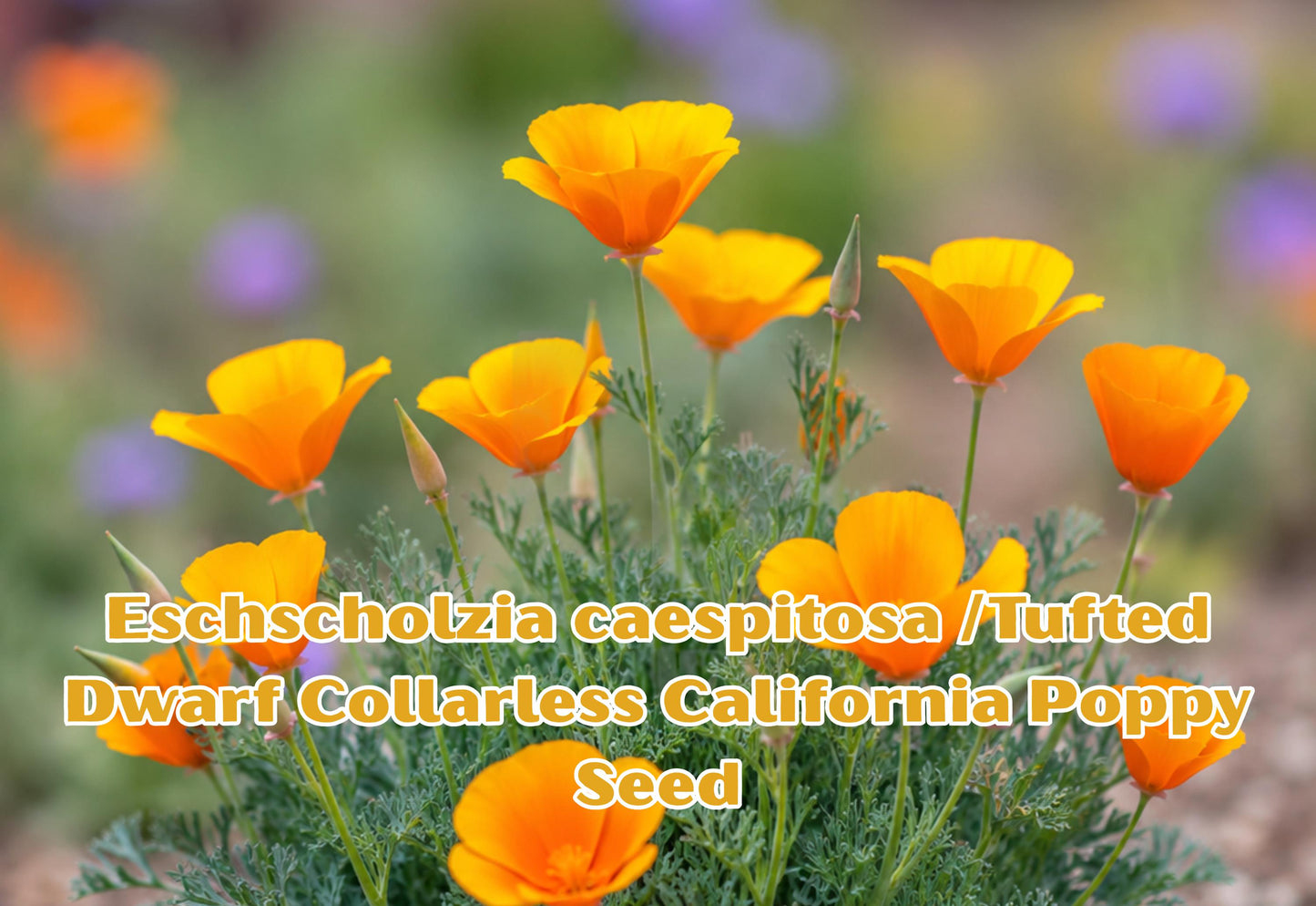 Drought-Tolerant Wildflower Seeds – Eschscholzia caespitosa Tufted Dwarf California Poppy, 100 Seeds