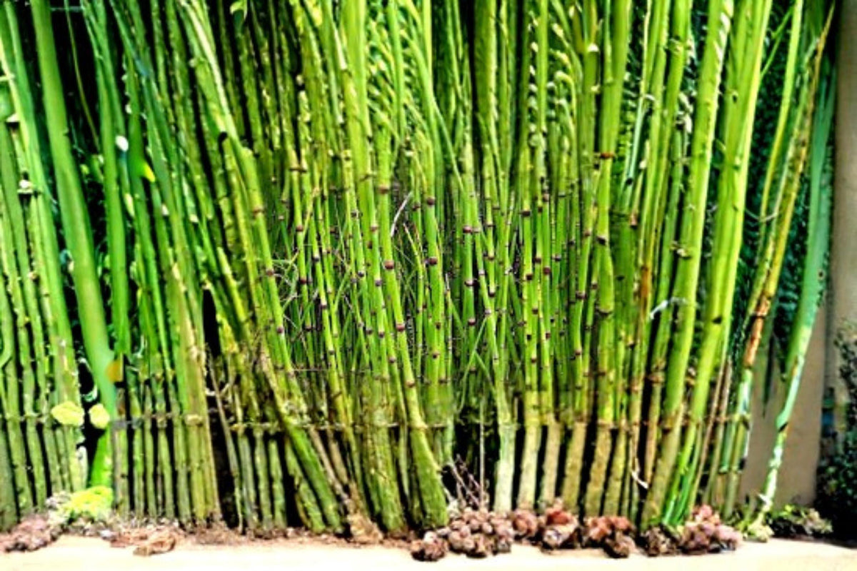 Horsetail Plant Cutting – Equisetum hyemale – Water Garden, Pond Edge, Moist Soil, Perennial Aquatic Plant
