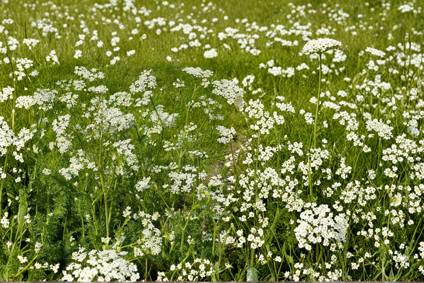Anise Licorice Plant Seeds 135 Pimpinella anisum Culinary Herb, Aromatic Annual, White Flowers, Full Sun, Edible Herb Garden