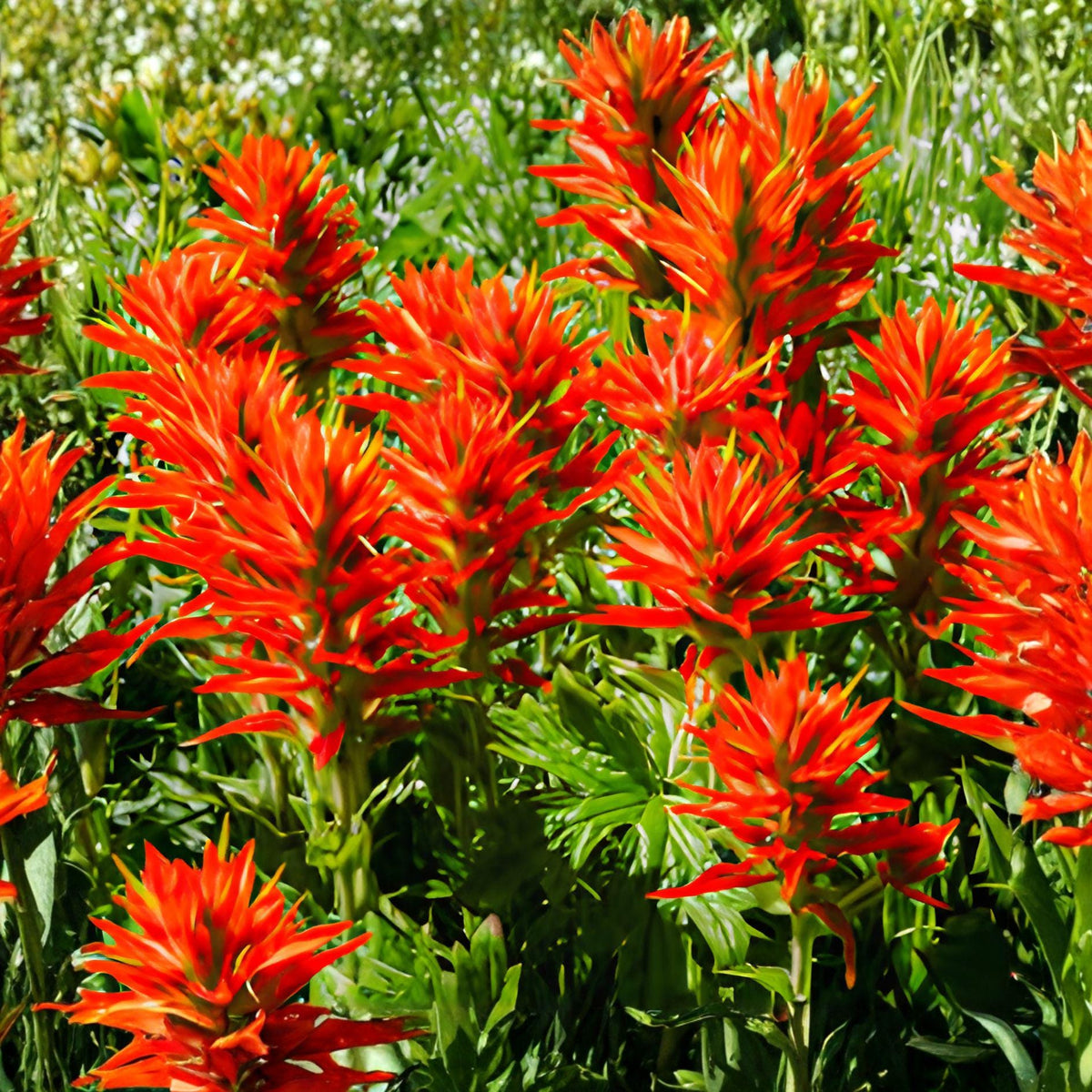 Orange Paintbrush Seeds – Castilleja linariaefolia – Southwestern Native Wildflower – Drought-Tolerant Perennial for Pollinator Gardens