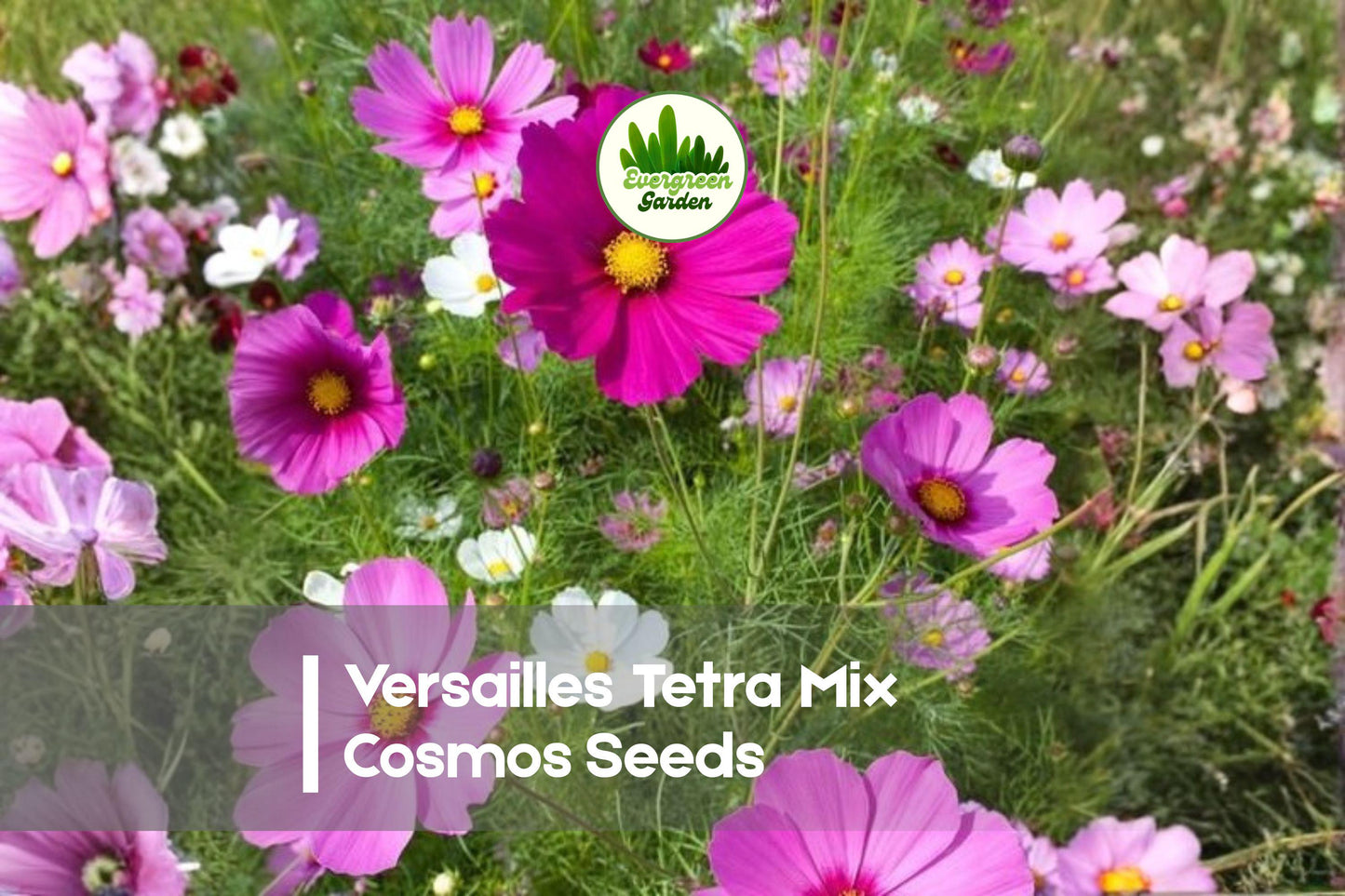 Versailles Tetra Mix Cosmos Seeds – 200 Bright Colorful Flower Seeds for Borders, Beds & Cut Flowers – Cosmos bipinnatus