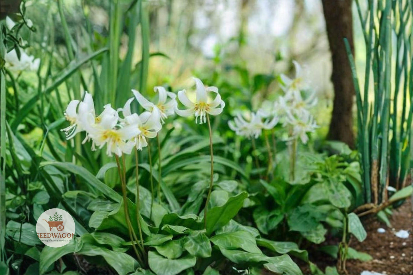 White Trout Lily Seeds – Erythronium albidum, Native Spring Ephemeral Wildflower for Shade Gardens