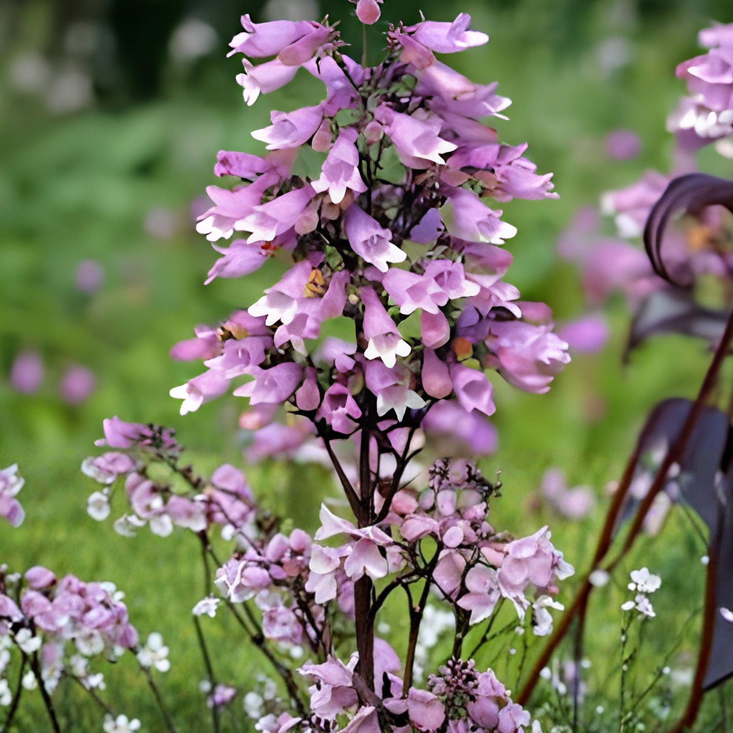 Calico Beardtongue Seeds | Penstemon calycosus | Native Wildflower Pollinator Plant | 100 Seeds