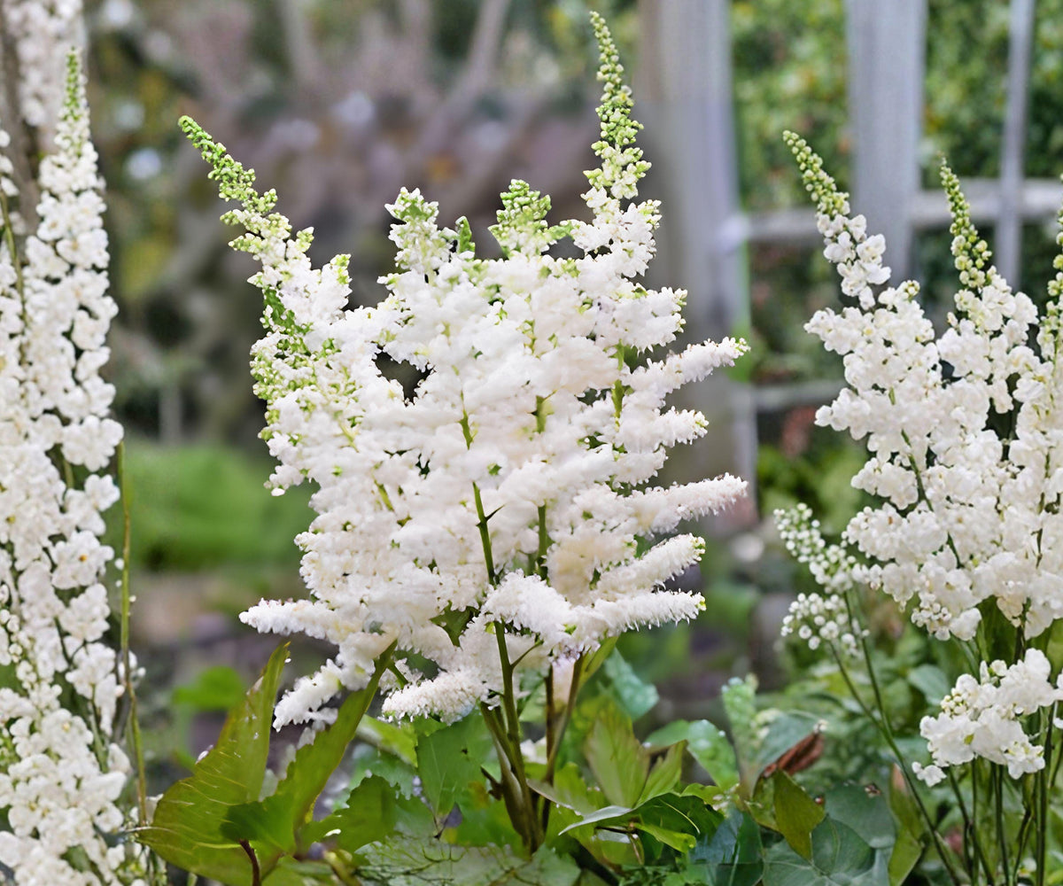 Astilbe Younique White Bare Root Plant – Compact Shade Perennial with Creamy White Feathery Plumes, Astilbe hybrid