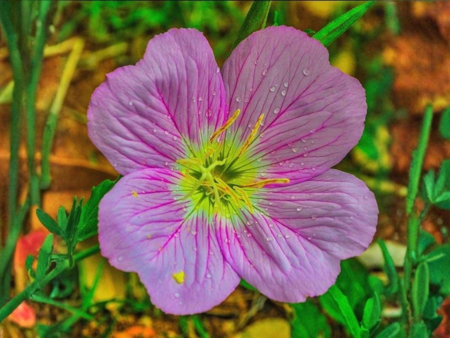 Oenothera speciosa Seeds – Showy Evening Primrose Pink Wildflower Garden Plant Non-GMO Heirloom